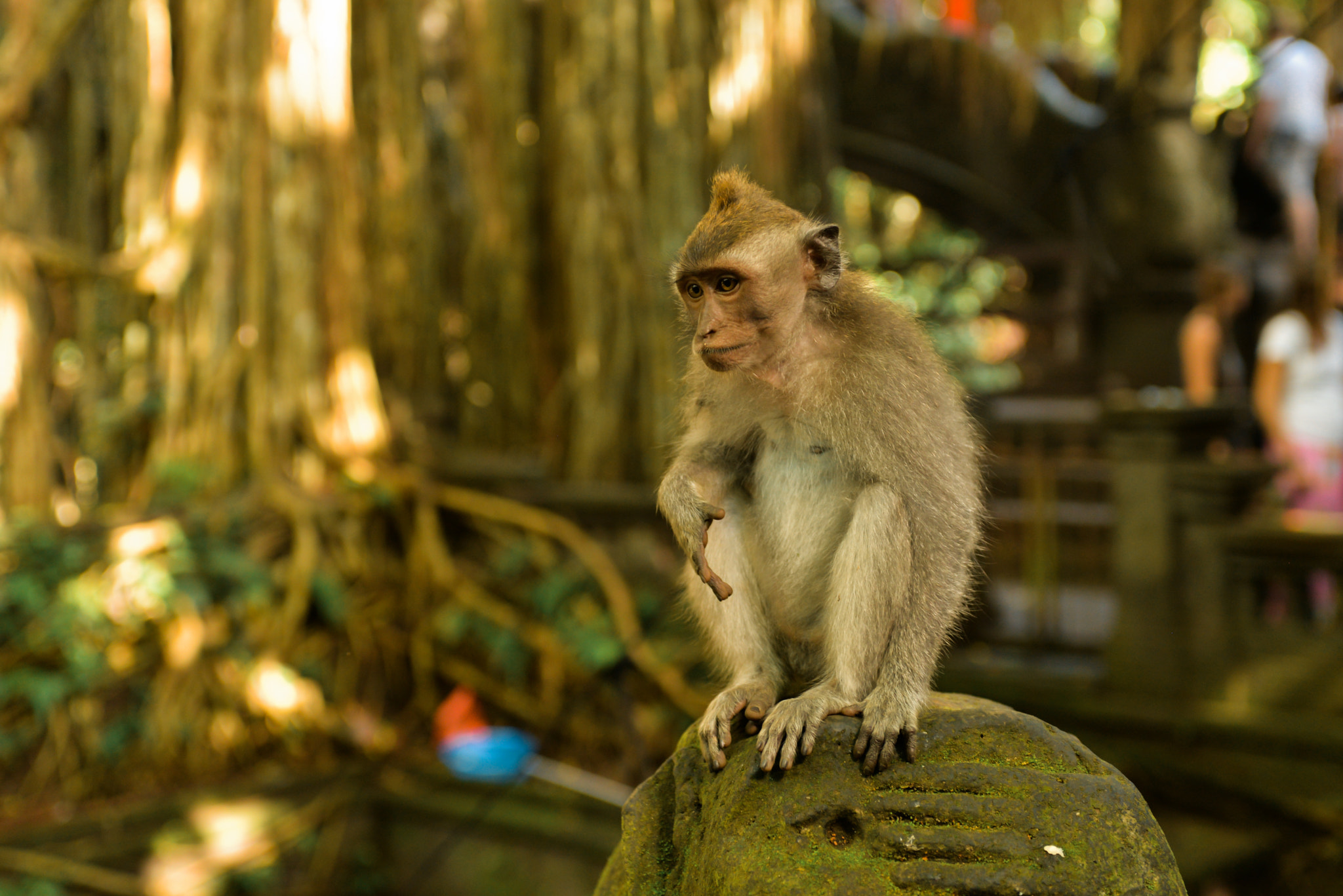 Nikon D610 + Nikon AF-S Nikkor 28-70mm F2.8 ED-IF sample photo. Bali island, indonesia photography