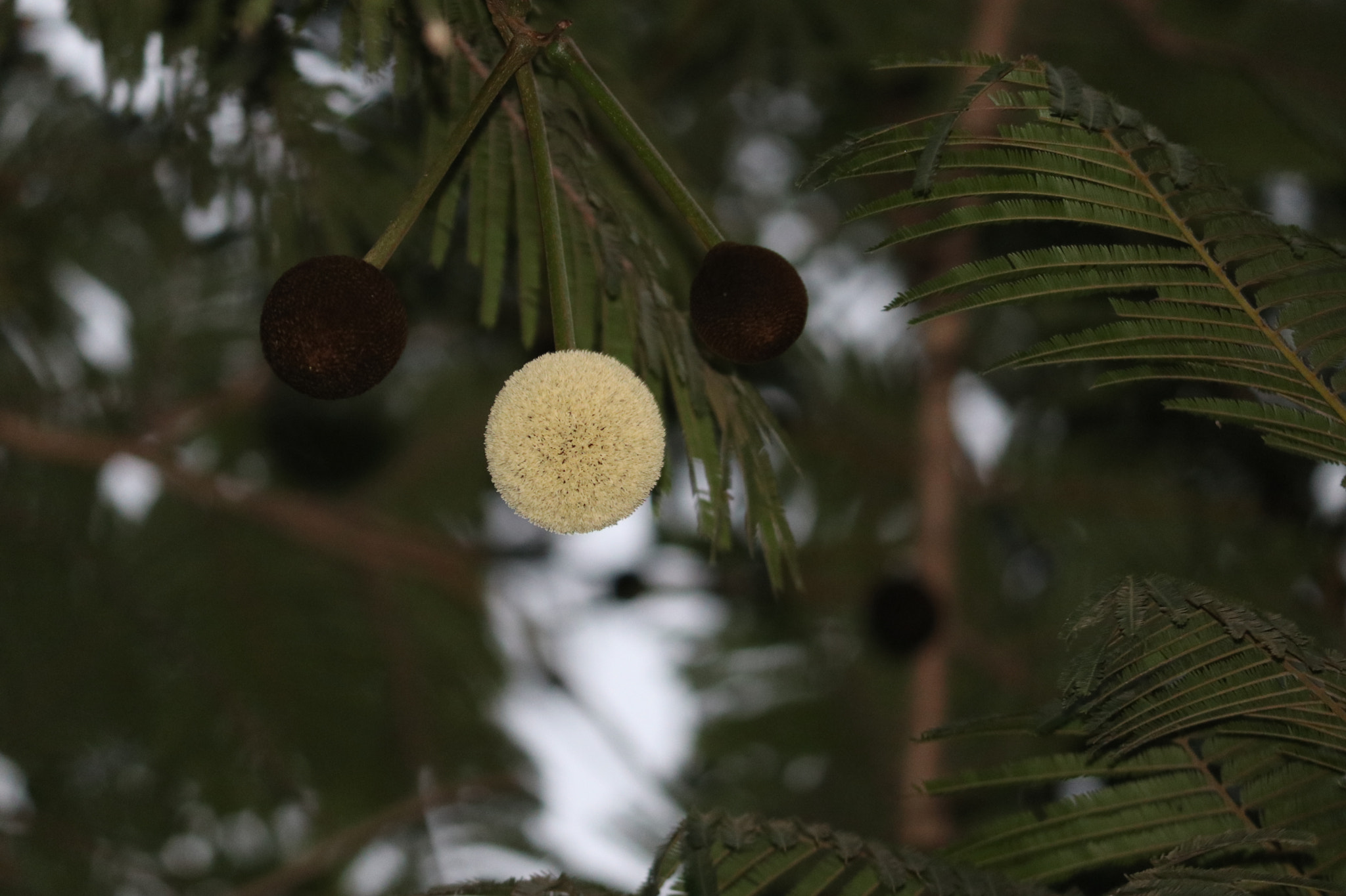Canon EF-S 55-250mm F4-5.6 IS II sample photo