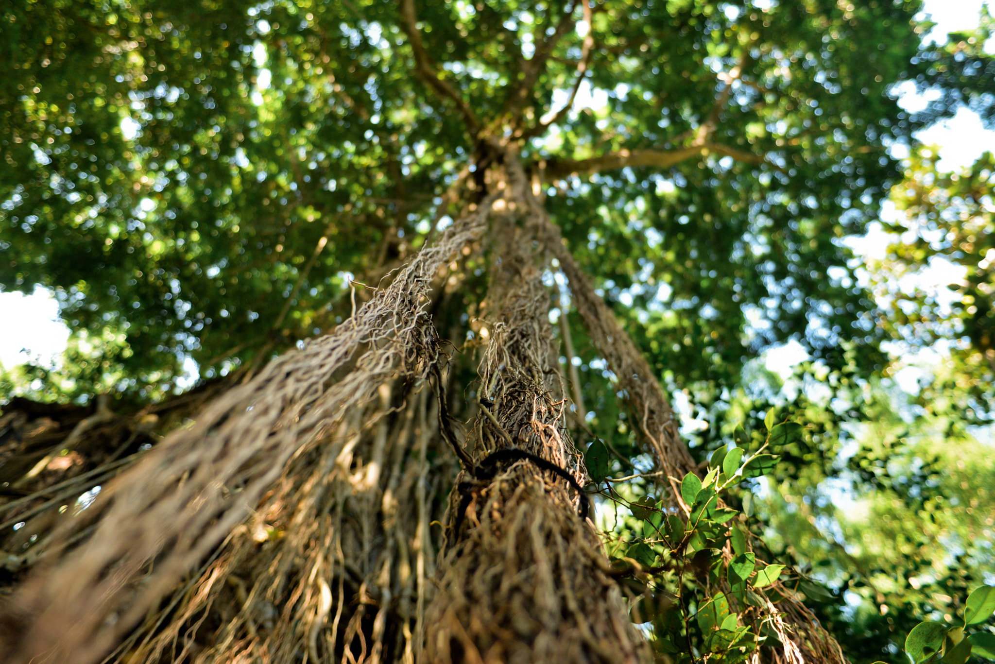Nikon AF-S Nikkor 28-70mm F2.8 ED-IF sample photo. Bali island, indonesia photography