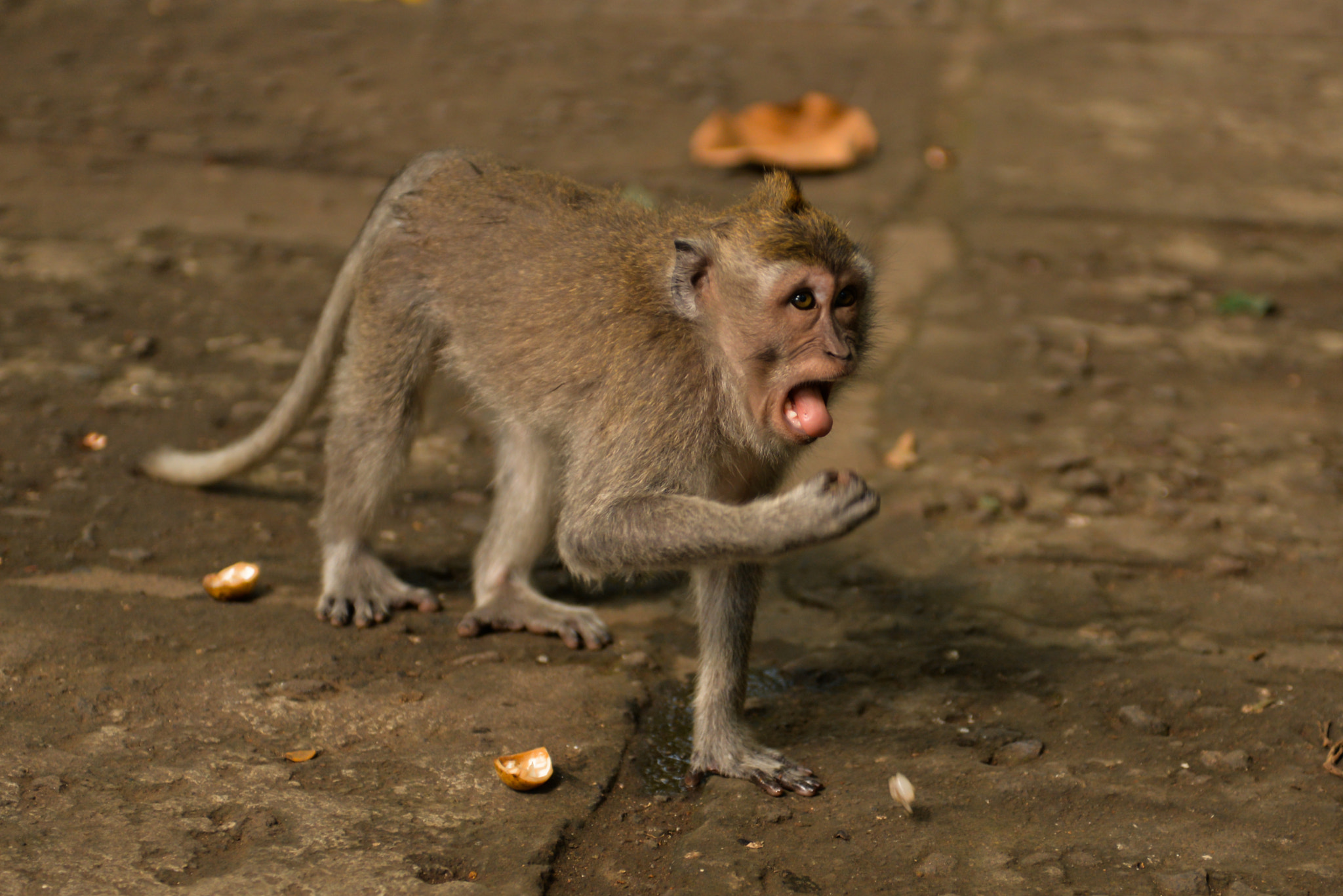 Nikon AF-S Nikkor 28-70mm F2.8 ED-IF sample photo. Bali island, indonesia photography