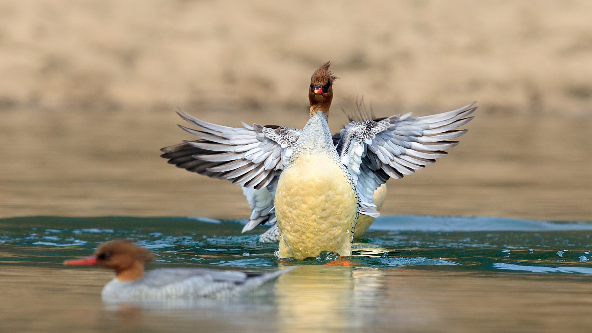 Canon EF 600mm F4L IS II USM sample photo