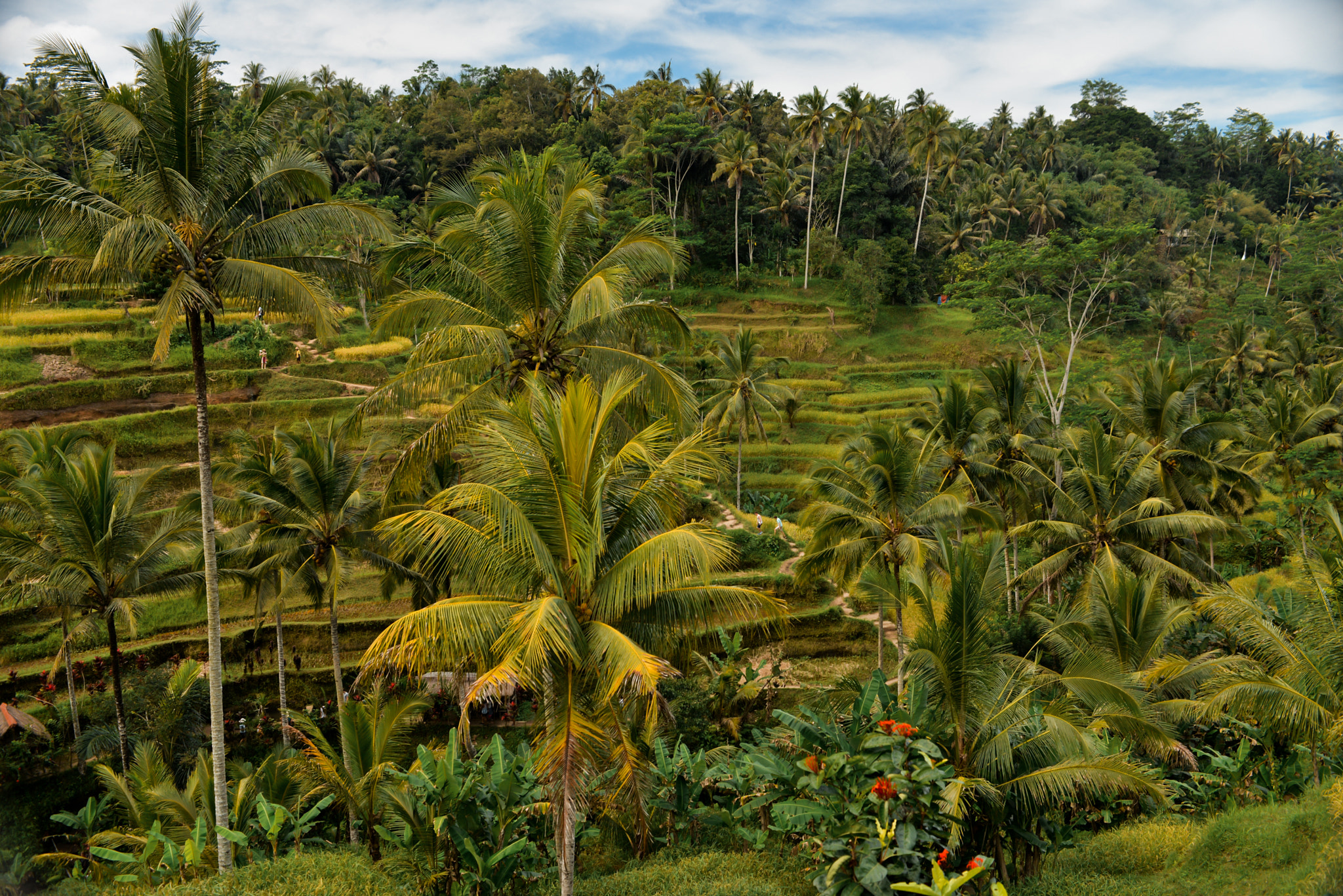 Nikon D610 + Nikon AF-S Nikkor 28-70mm F2.8 ED-IF sample photo. Bali island, indonesia photography