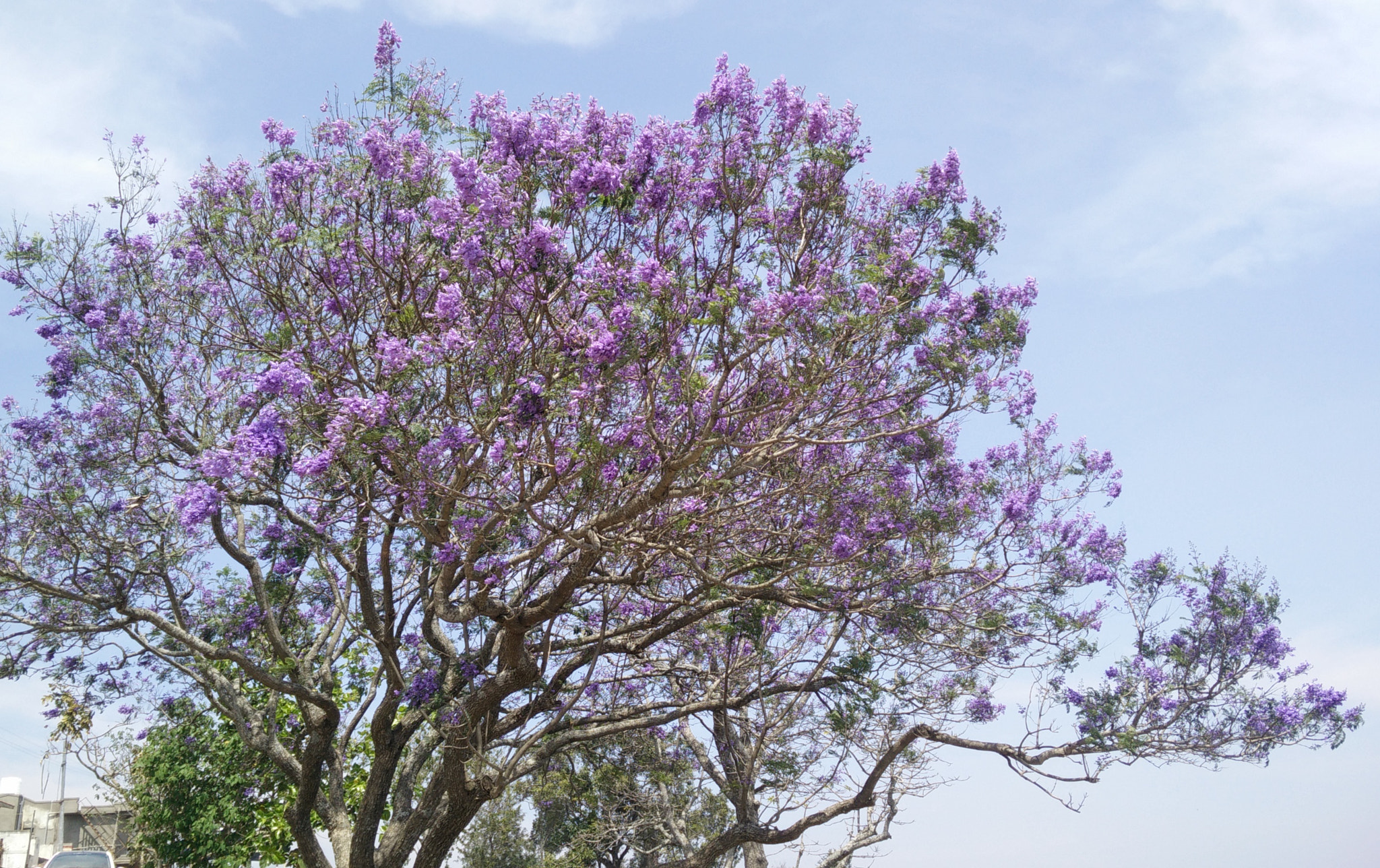 OnePlus ONE sample photo. Blooming purple photography