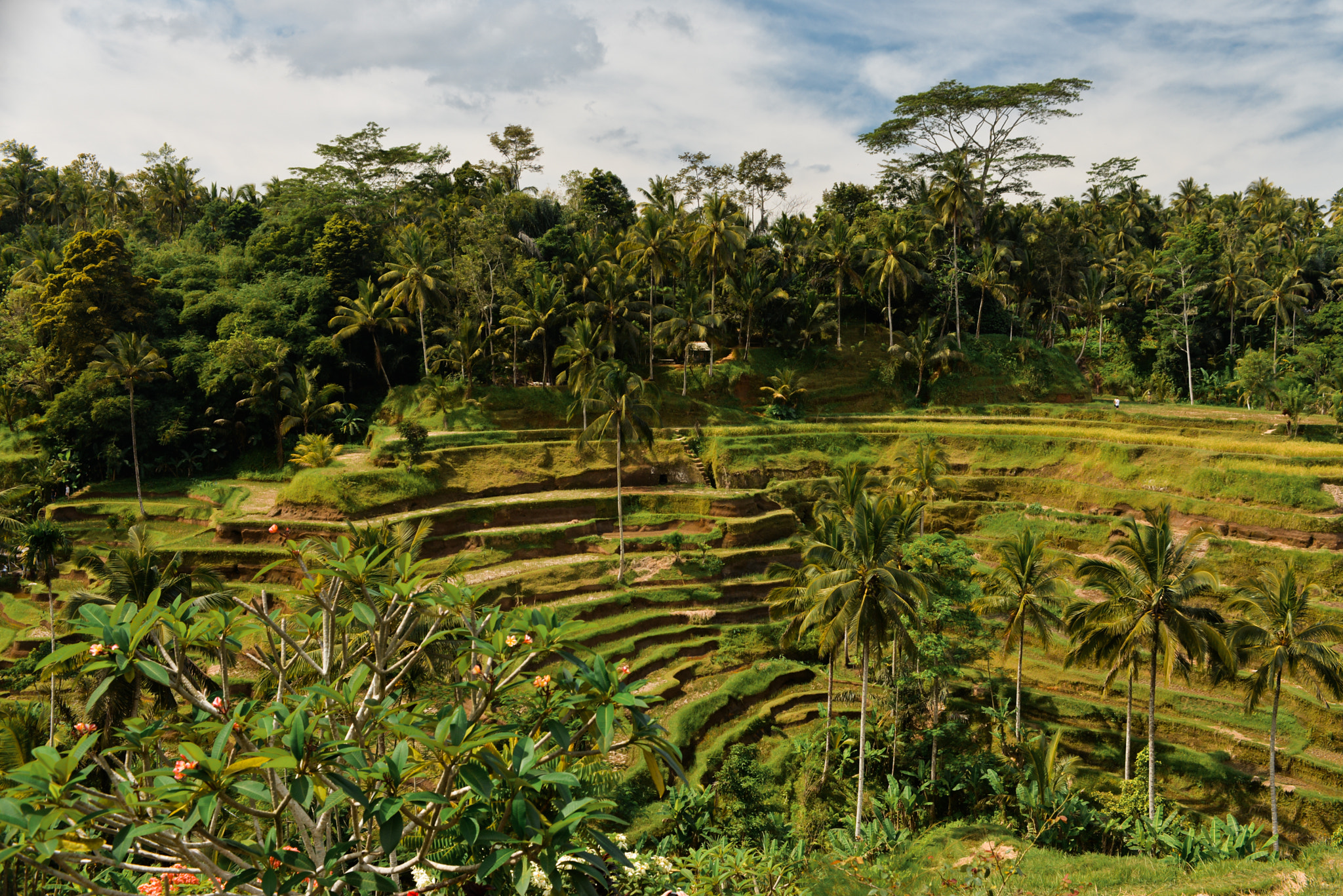 Nikon D610 + Nikon AF-S Nikkor 28-70mm F2.8 ED-IF sample photo. Bali island, indonesia photography