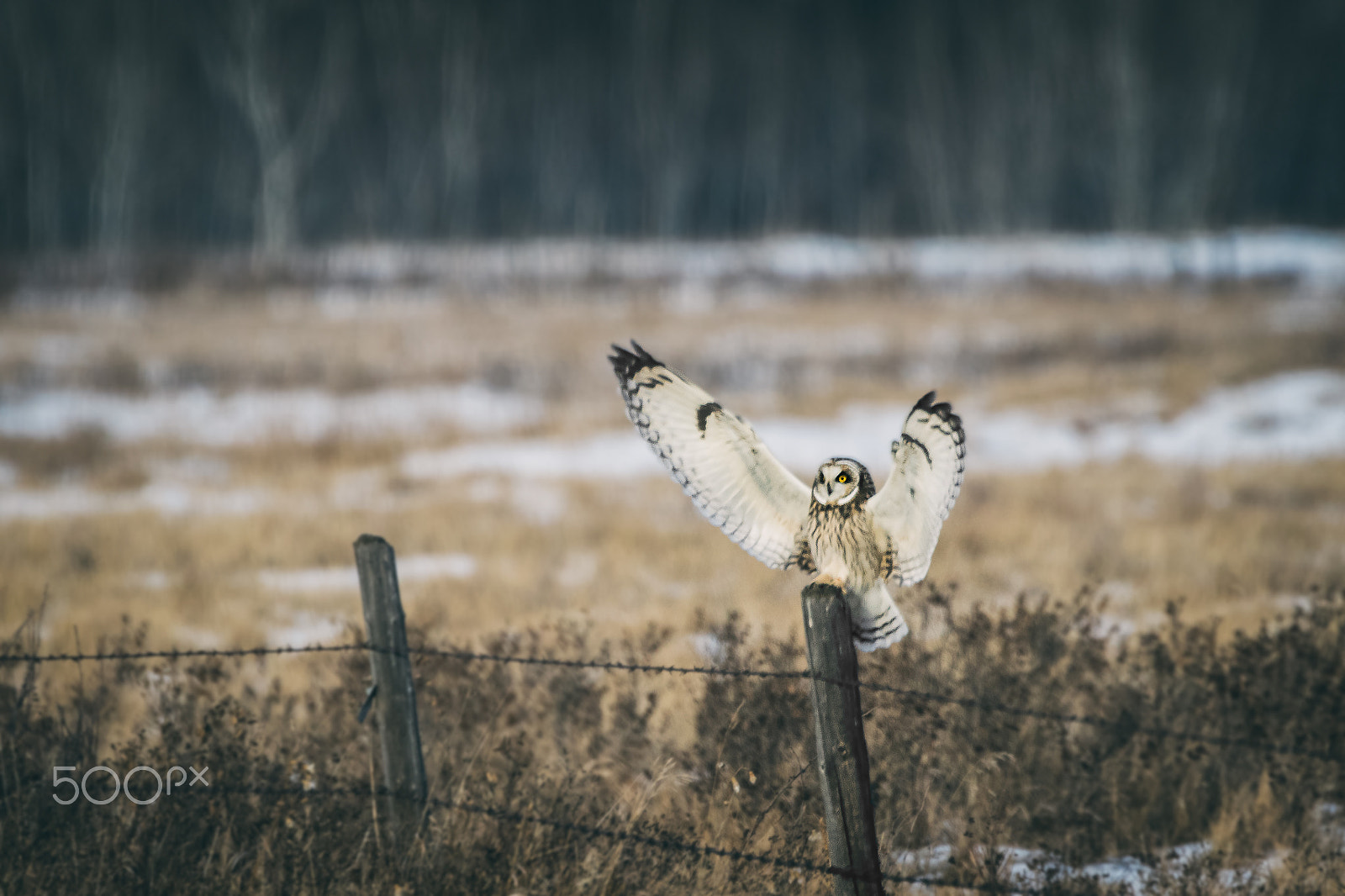 Canon EOS 7D Mark II + Canon EF 300mm F2.8L IS USM sample photo. Short-eared owl flight landing photography