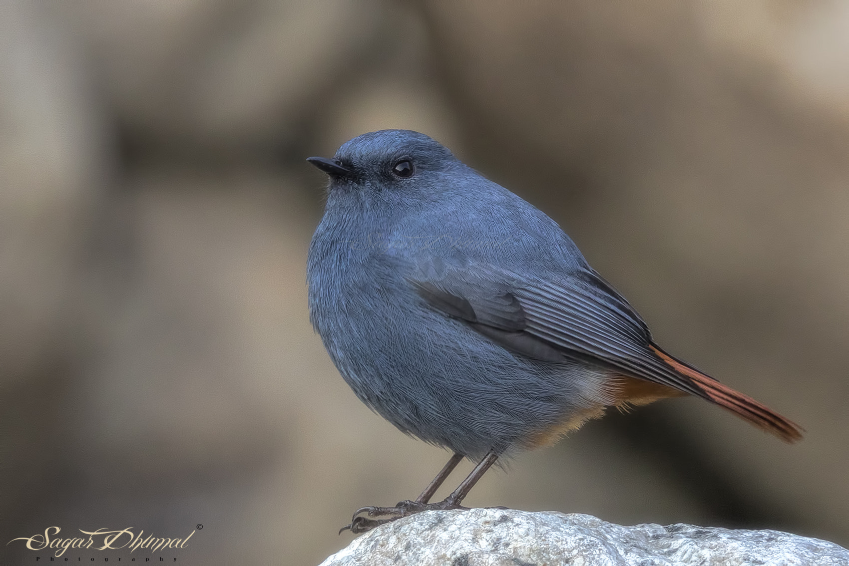 Canon EF 500mm F4L IS II USM sample photo. Plumbeous water redstart photography