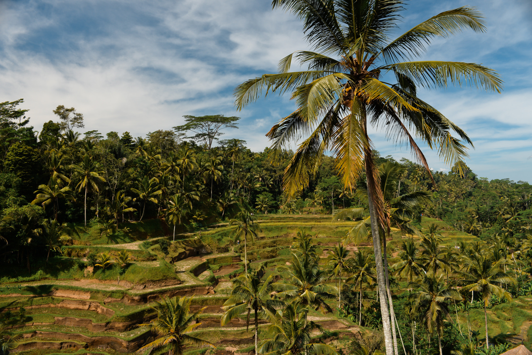 Nikon AF-S Nikkor 28-70mm F2.8 ED-IF sample photo. Bali island, indonesia photography