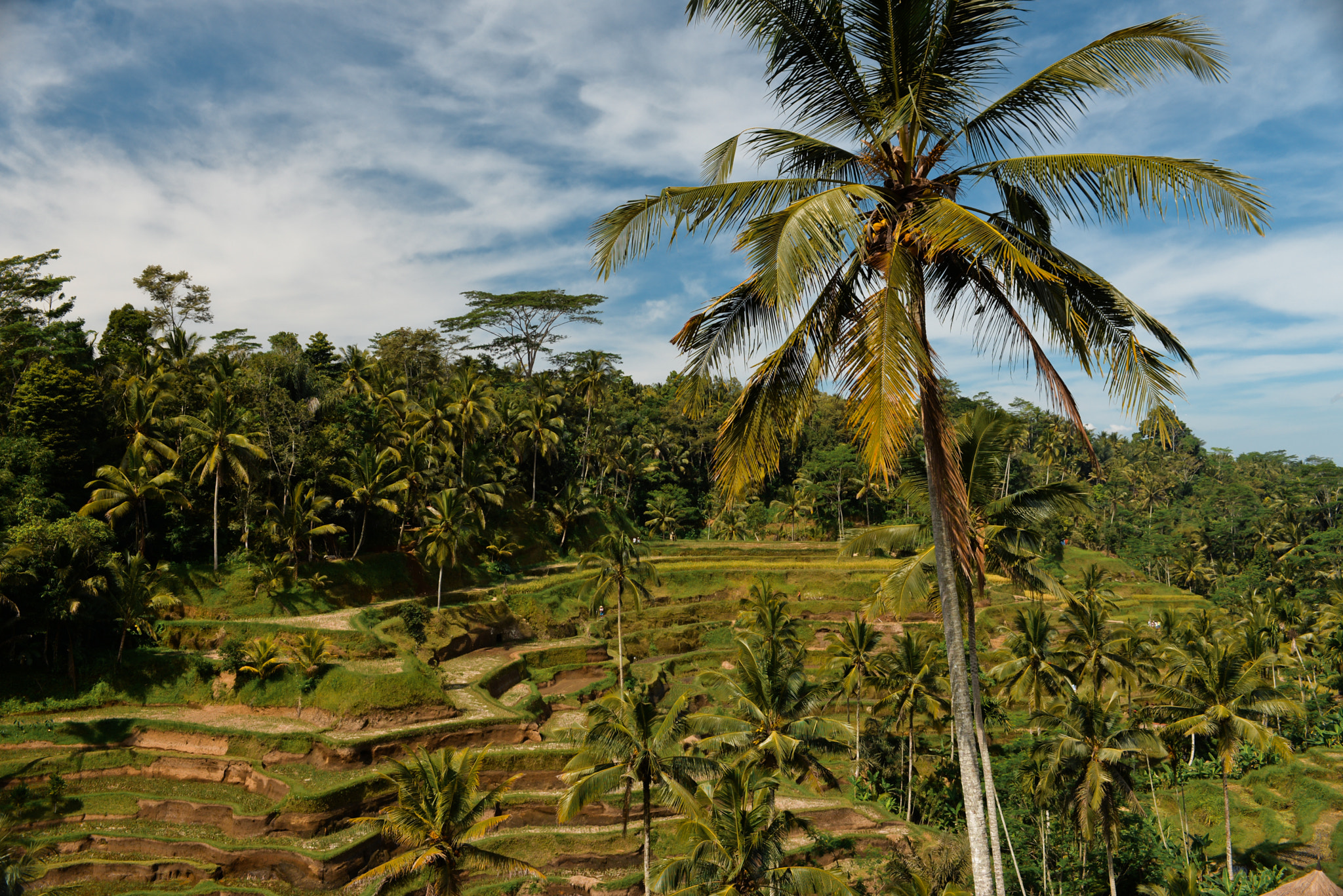 Nikon D610 sample photo. Bali island, indonesia photography