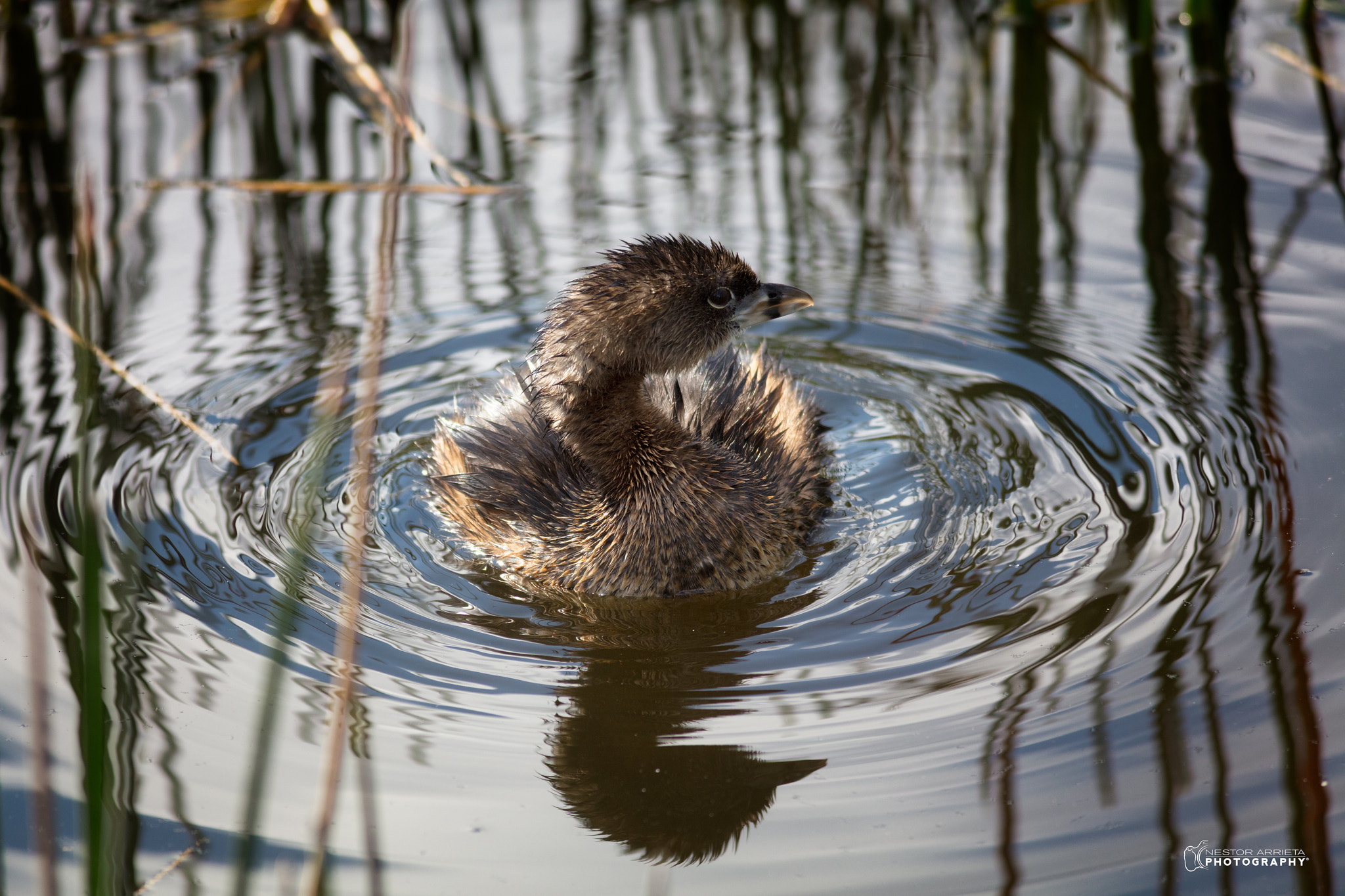 Canon EF 400mm F5.6L USM sample photo. Ripples photography