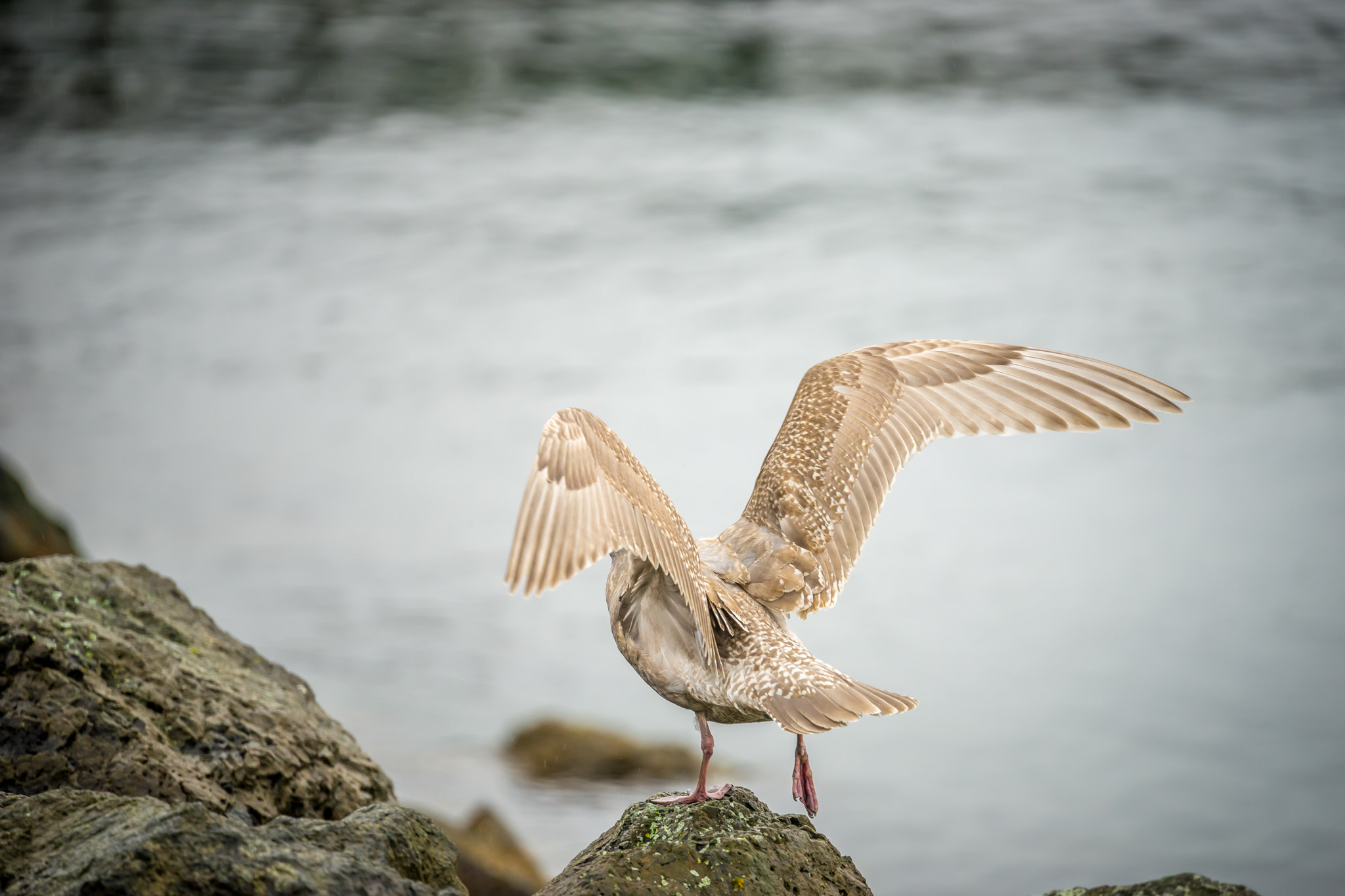 Sony FE 70-300mm F4.5-5.6 G OSS sample photo. Gull takeoff photography