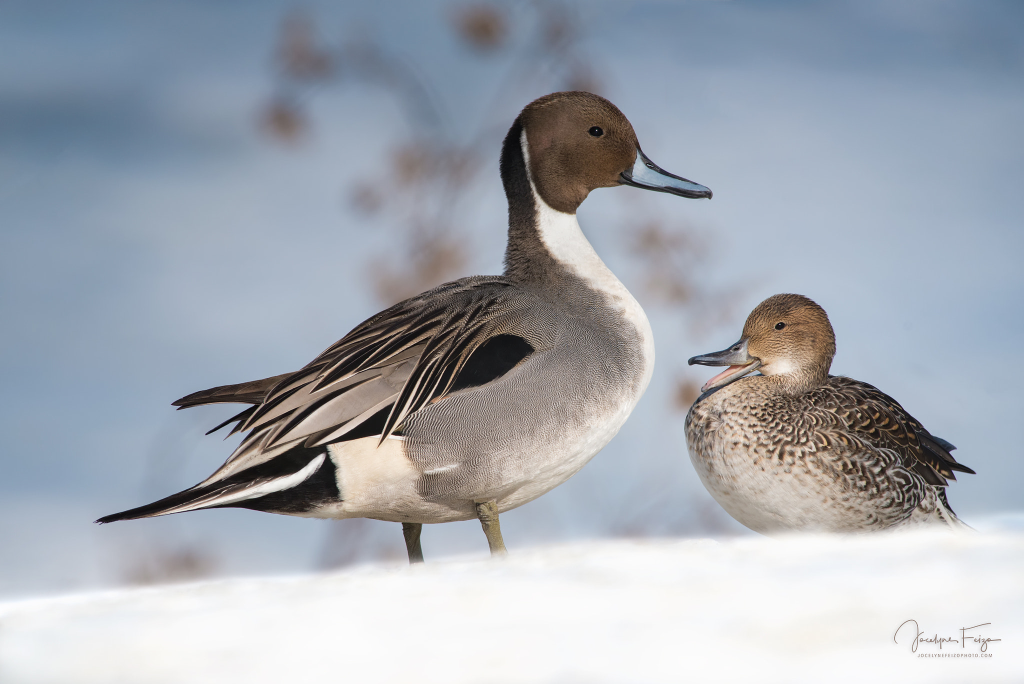 Nikon D750 + Nikon AF-S Nikkor 300mm F4D ED-IF sample photo. Northern pintails photography