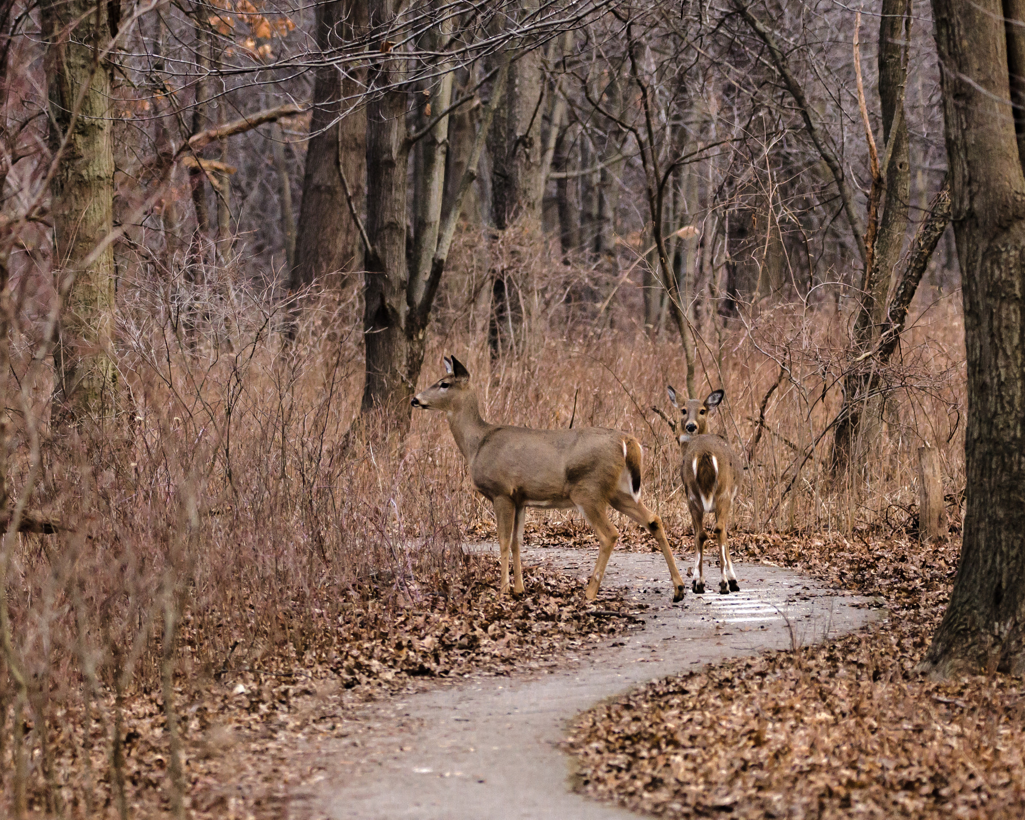 Sigma 150-600mm F5-6.3 DG OS HSM | C sample photo. Ojibway park trails photography