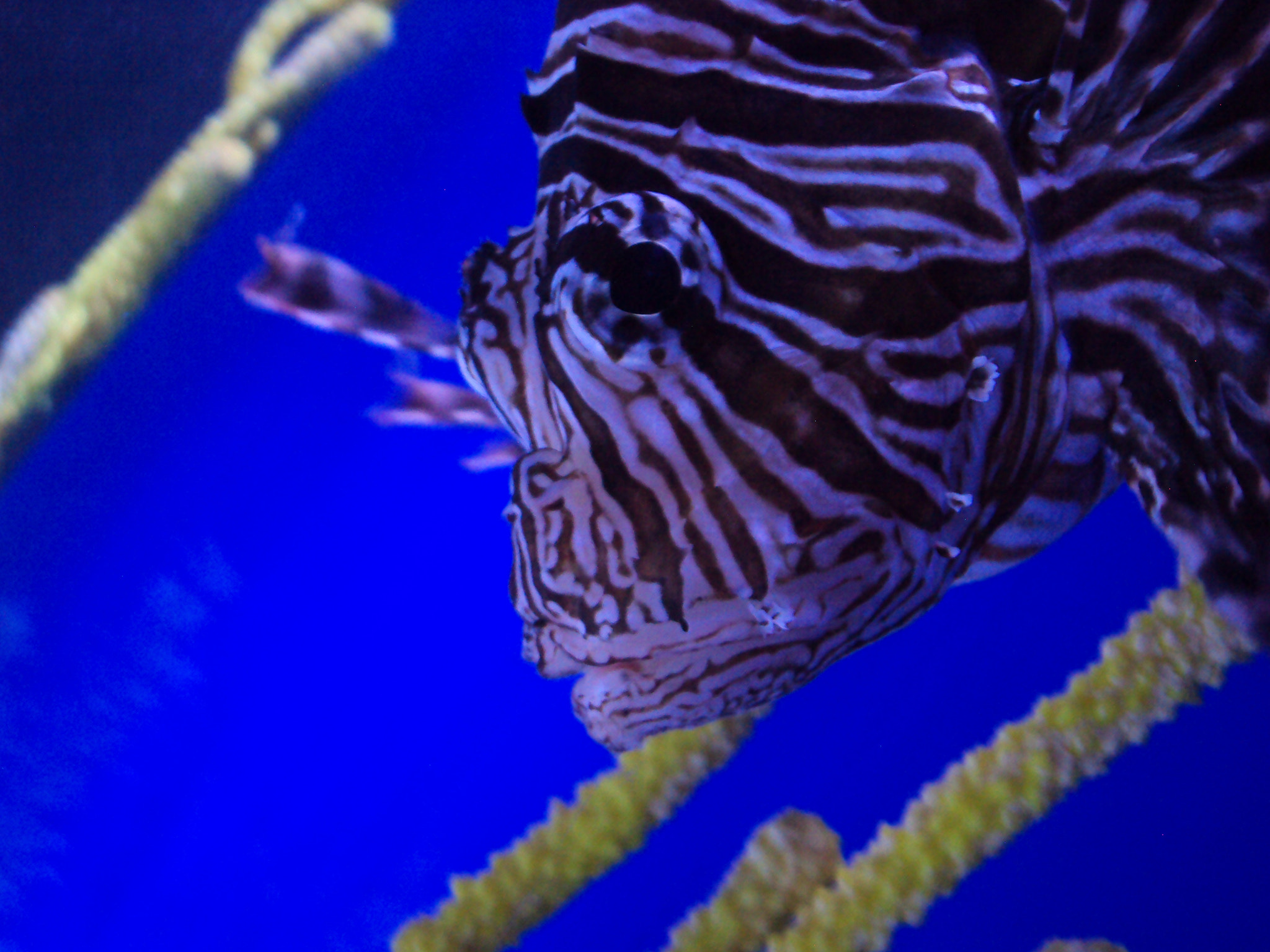 Sony Cyber-shot DSC-S930 sample photo. Lionfish photography