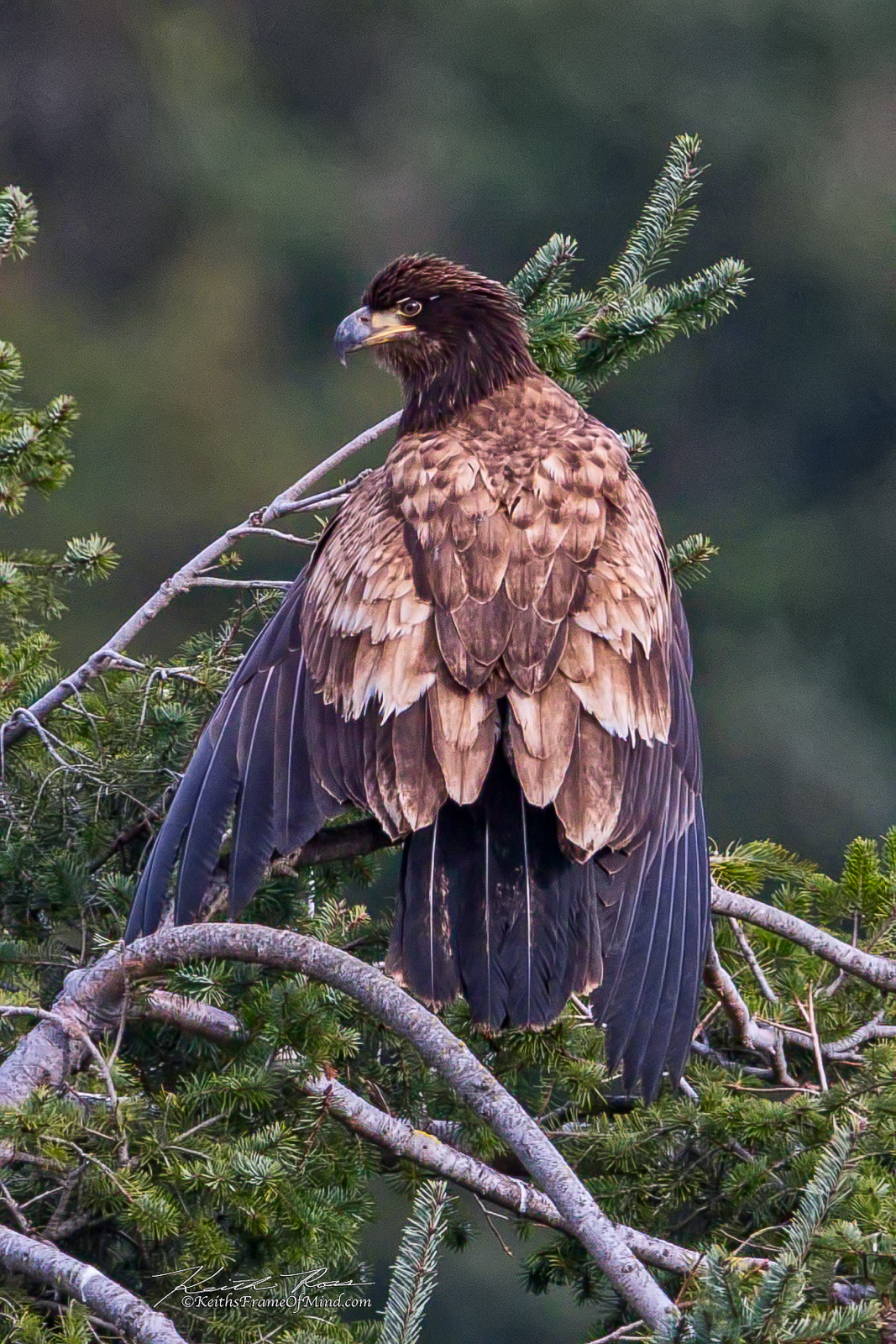 Canon EOS 7D Mark II sample photo. 377. juvenile bald eagle photography