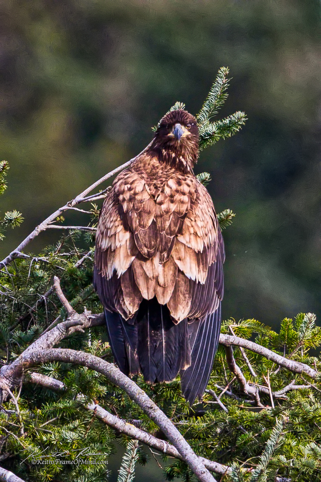 Canon EOS 7D Mark II + Canon EF 600mm F4L IS II USM sample photo. 378. juvenile bald eagle photography