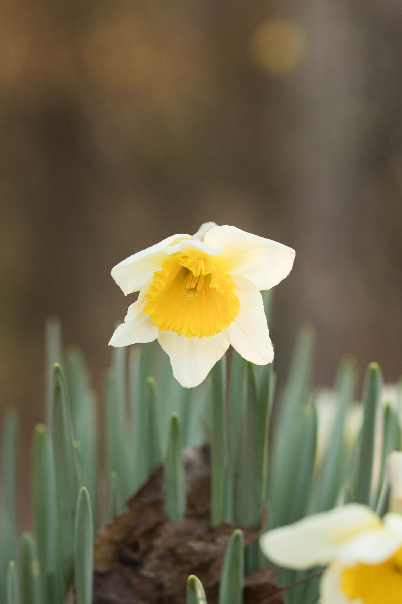 Canon EOS 80D + Canon EF 85mm F1.8 USM sample photo. Two-tone daffodil photography