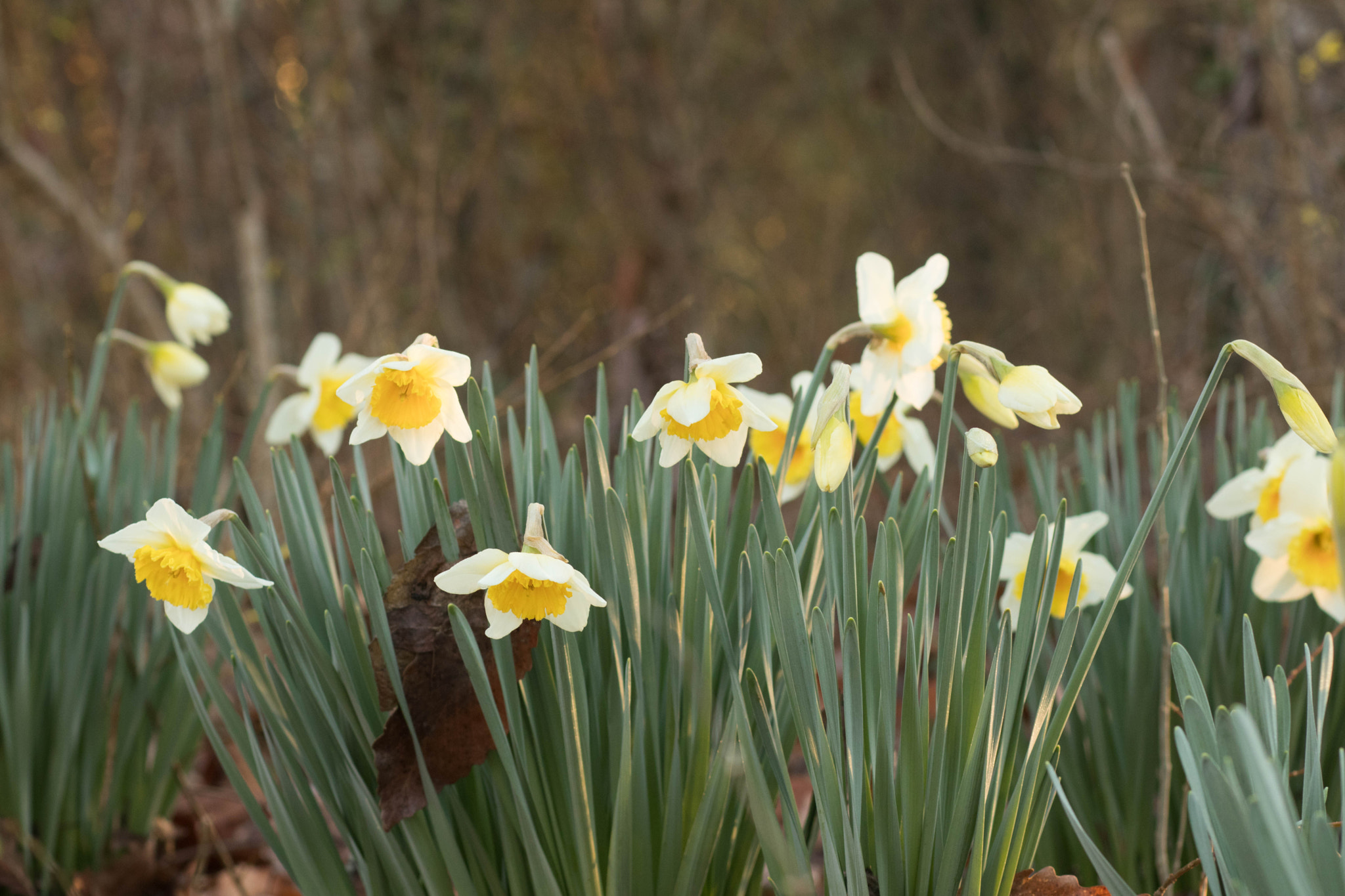 Canon EOS 80D + Canon EF 85mm F1.8 USM sample photo. Two-tone daffodils photography