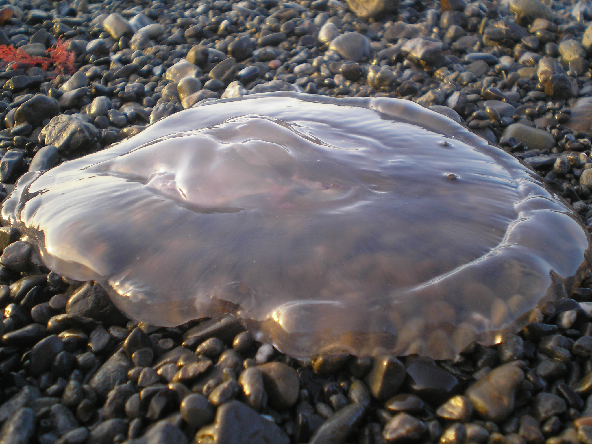 Olympus FE-130,X-720 sample photo. Jellyfish photography