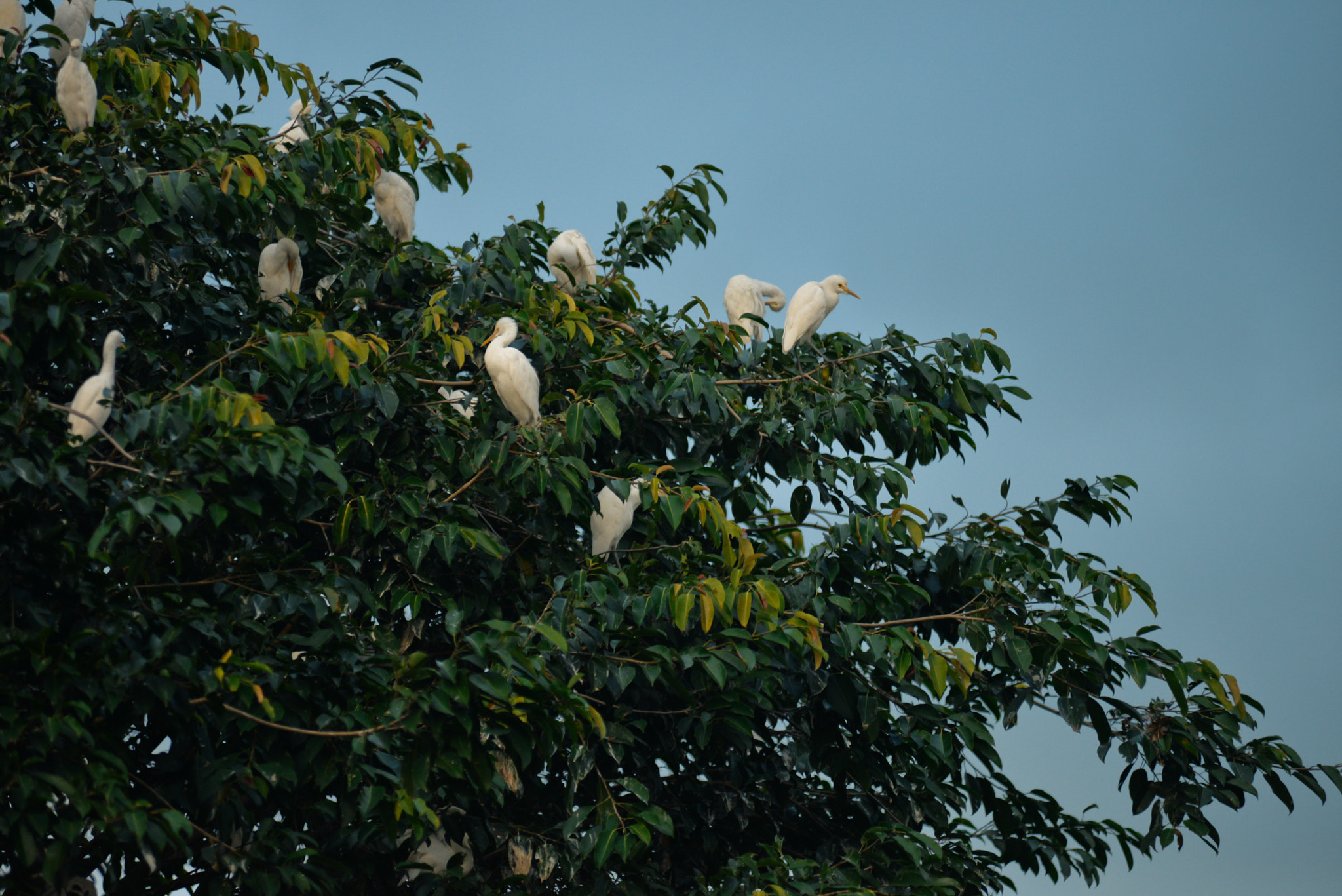 Nikon AF-Nikkor 80-200mm F2.8D ED sample photo. Bali island, indonesia photography
