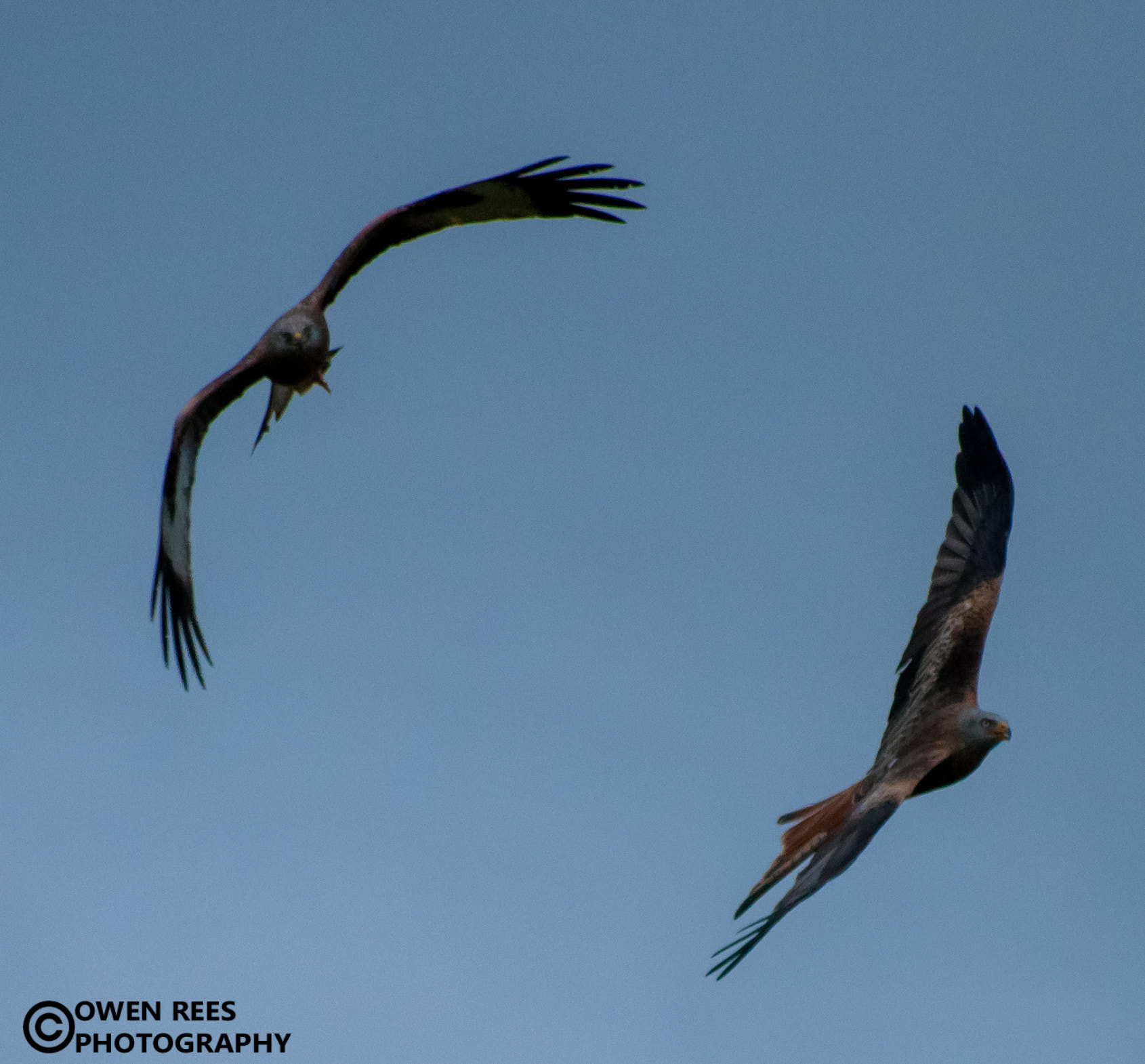Sigma 70-300mm F4-5.6 APO DG Macro sample photo. Kite feeding station photography