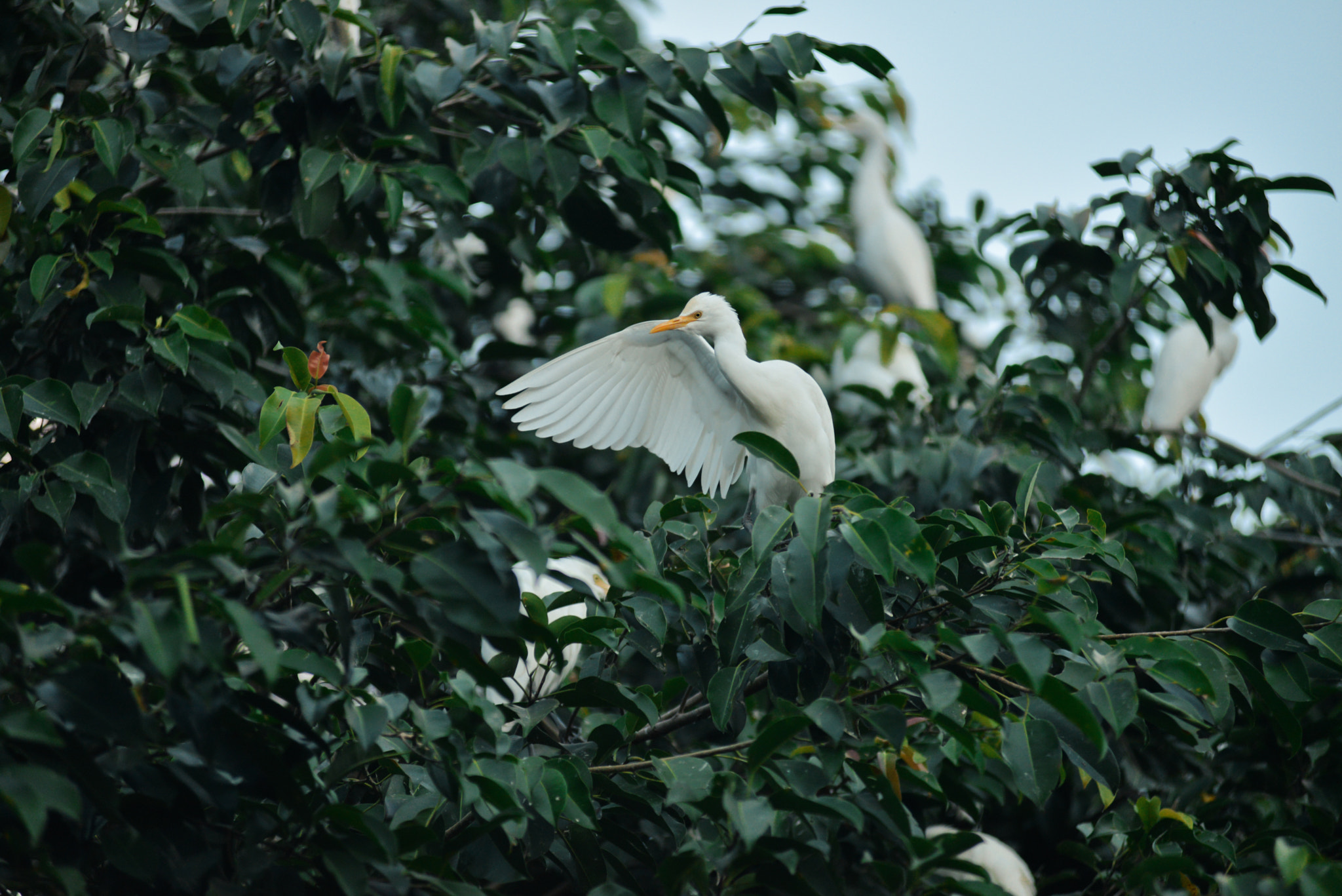 Nikon AF-Nikkor 80-200mm F2.8D ED sample photo. Bali island, indonesia photography