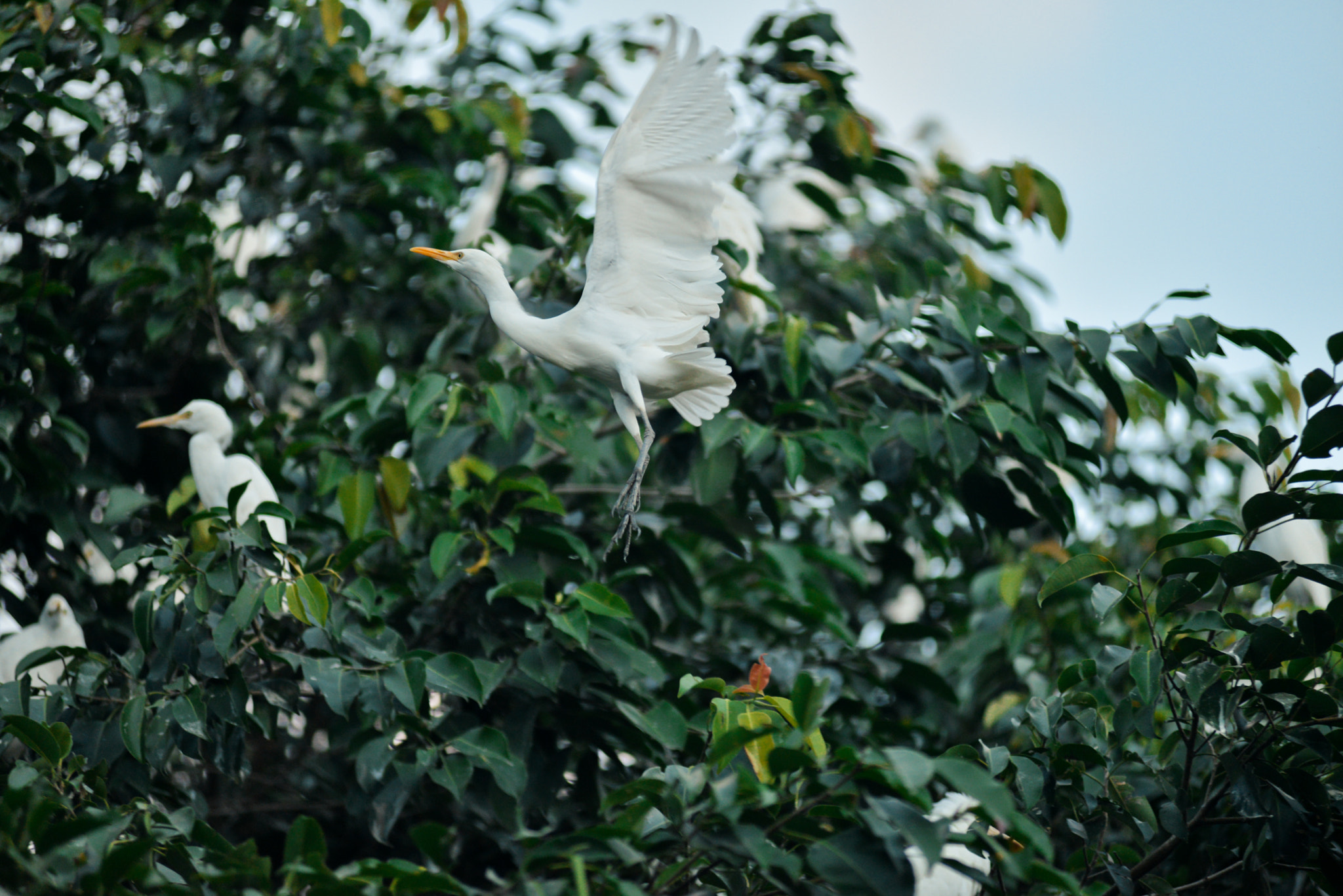 Nikon AF-Nikkor 80-200mm F2.8D ED sample photo. Bali island, indonesia photography