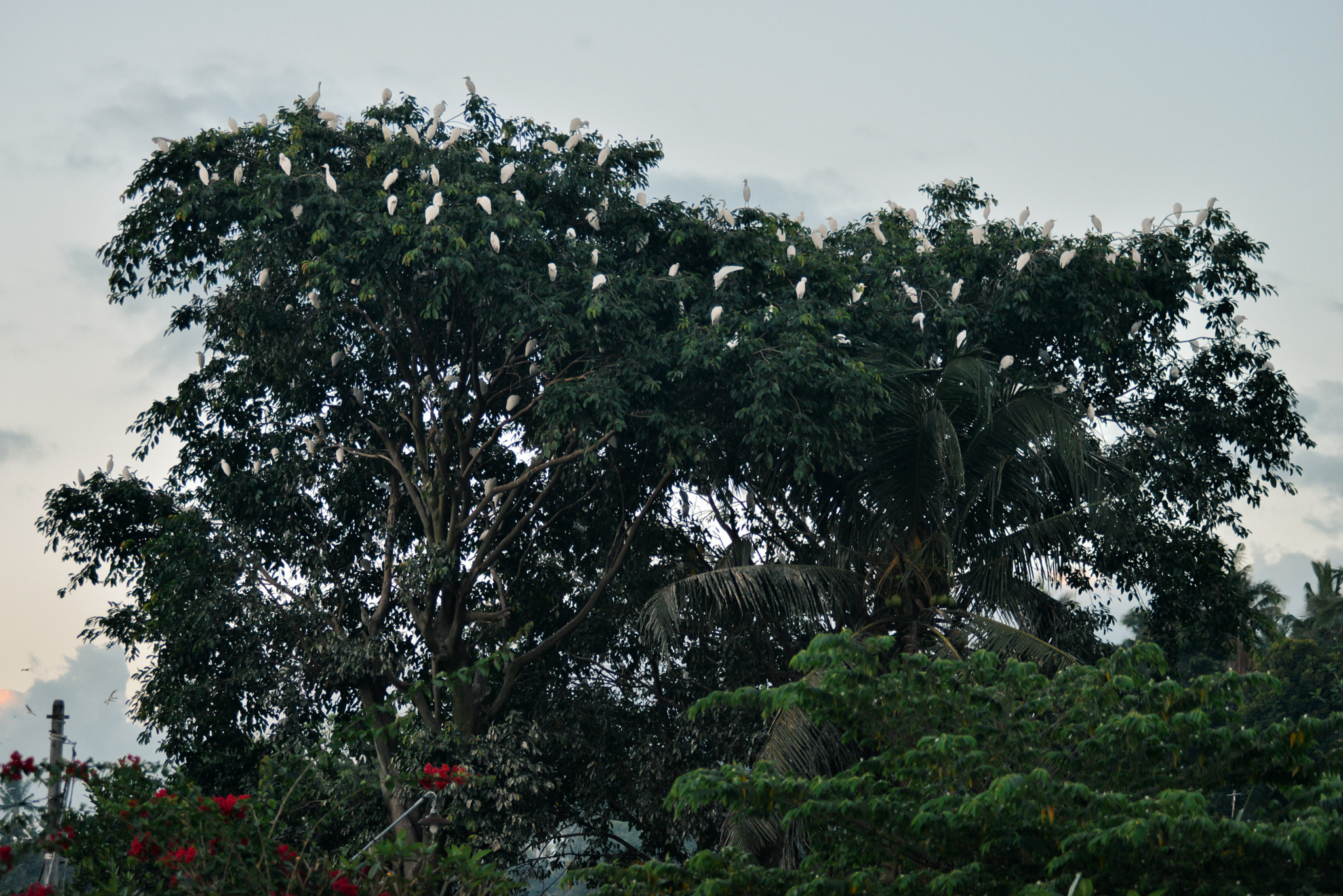 Nikon AF-Nikkor 80-200mm F2.8D ED sample photo. Bali island, indonesia photography