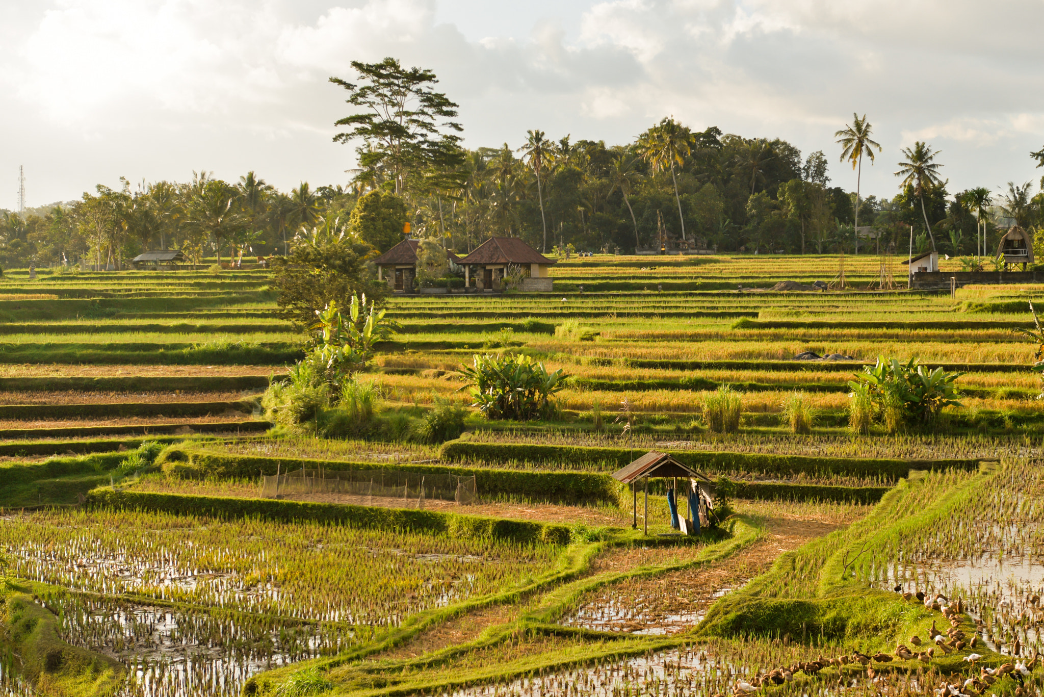 Nikon AF-S Nikkor 28-70mm F2.8 ED-IF sample photo. Bali island, indonesia photography