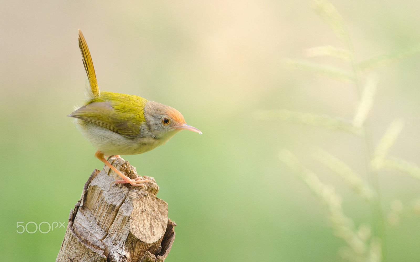 Nikon AF-S Nikkor 300mm F2.8G ED-IF VR sample photo. Freshness after rain photography