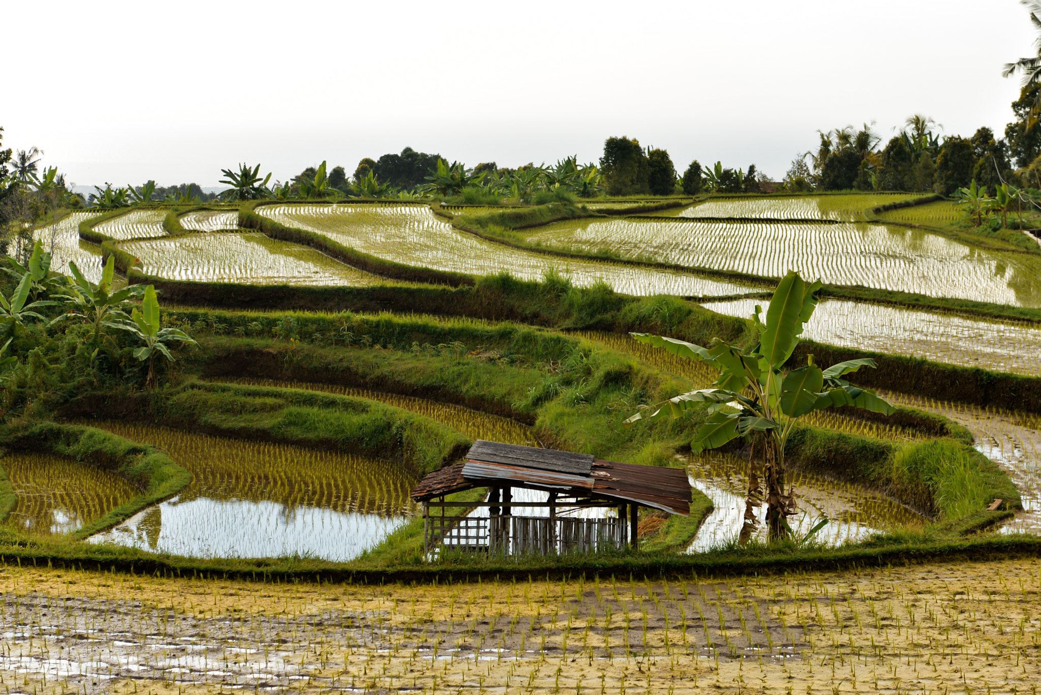 Nikon D610 sample photo. Bali island, indonesia photography