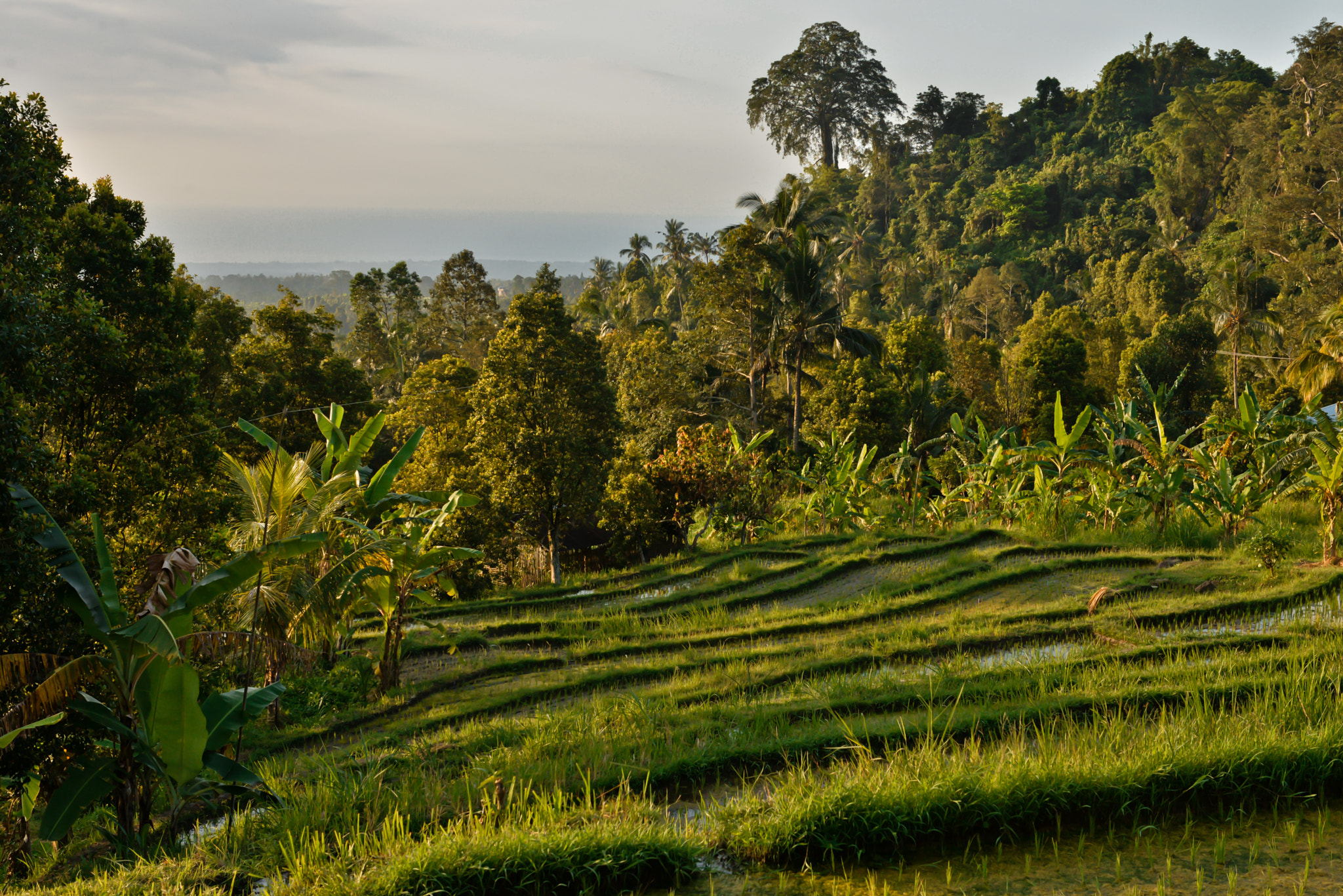 Nikon D610 sample photo. Bali island, indonesia photography