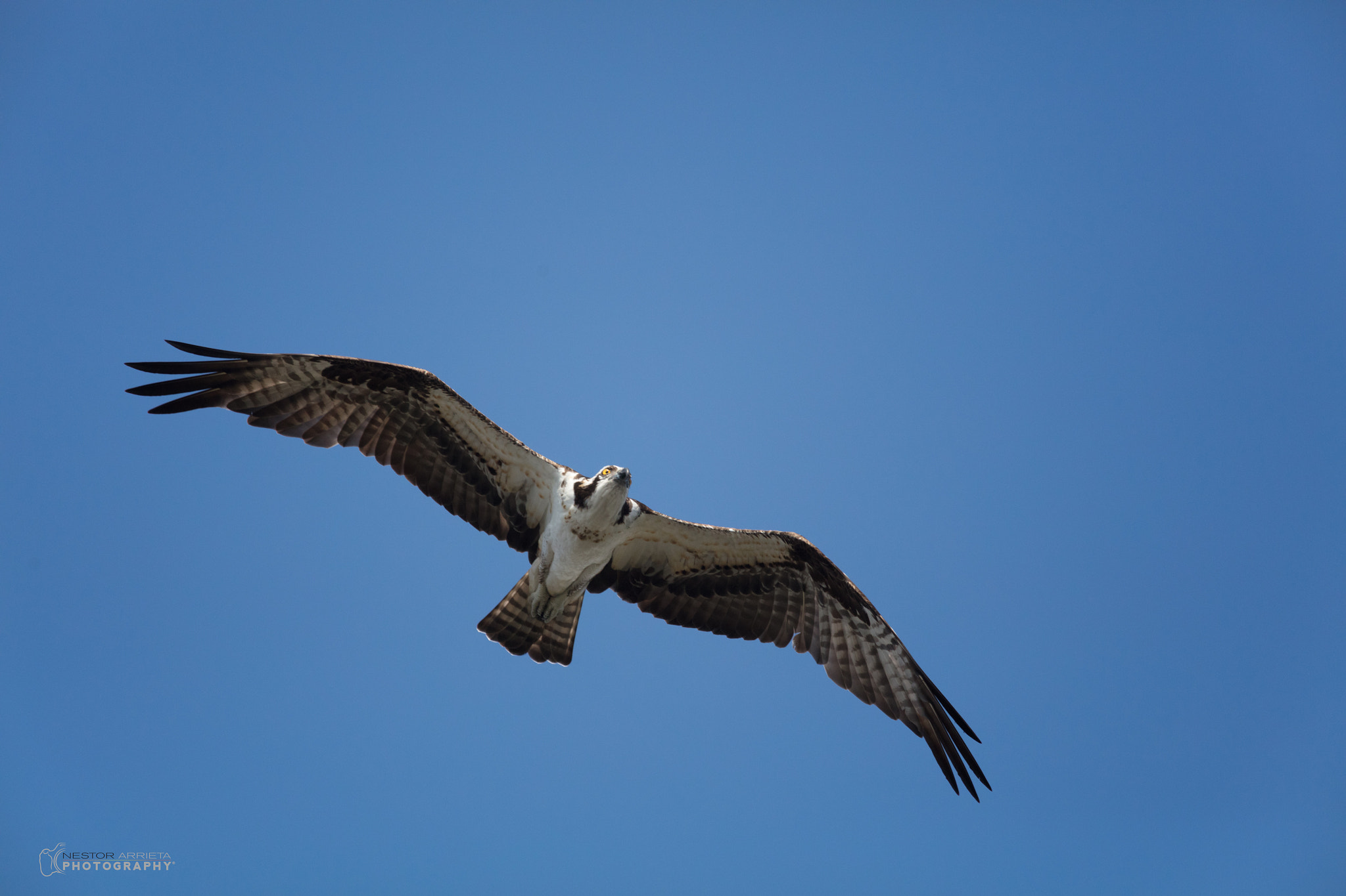 Canon EF 400mm F5.6L USM sample photo. Hunter photography