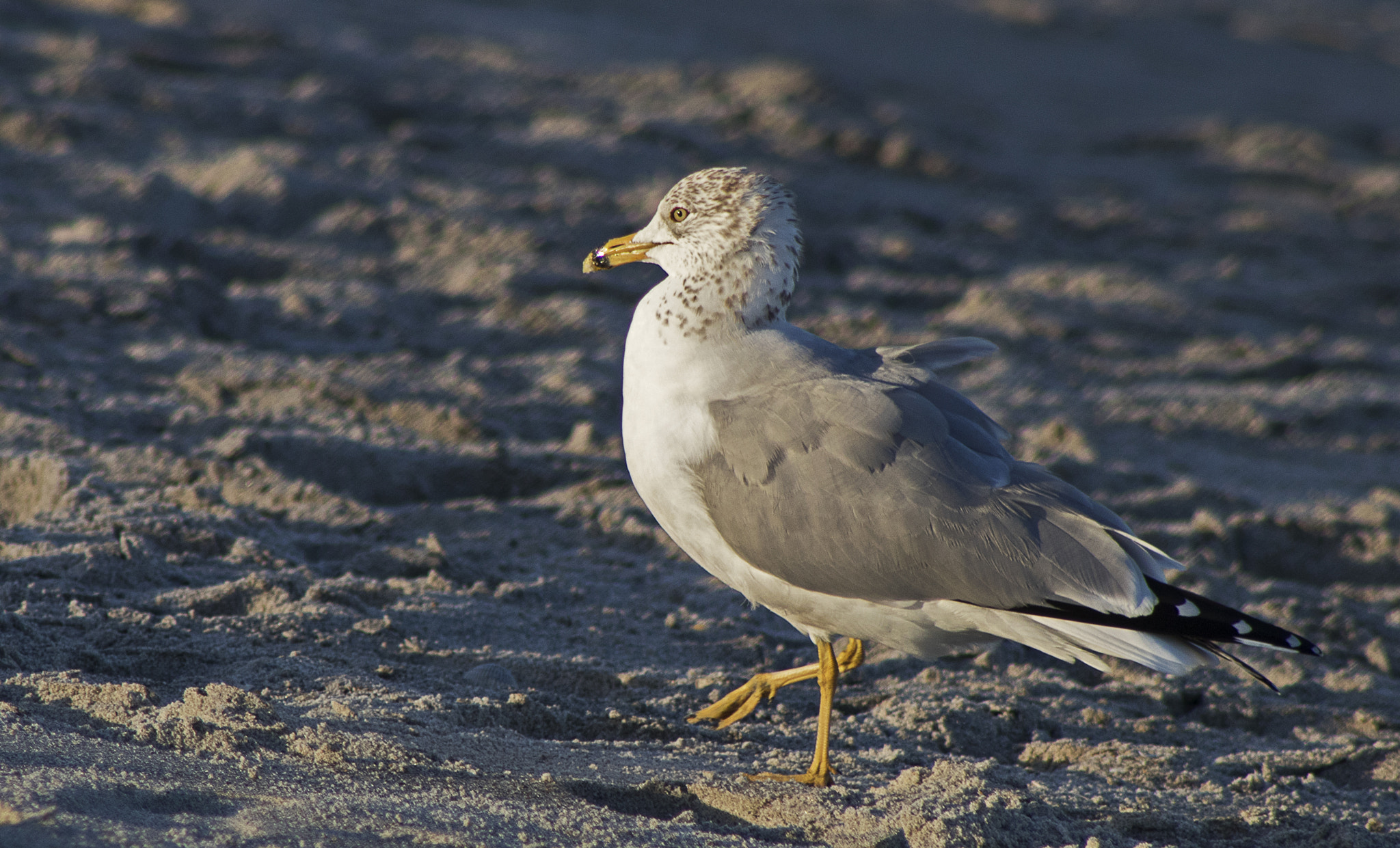 EF75-300mm f/4-5.6 sample photo. Ring billed gull photography