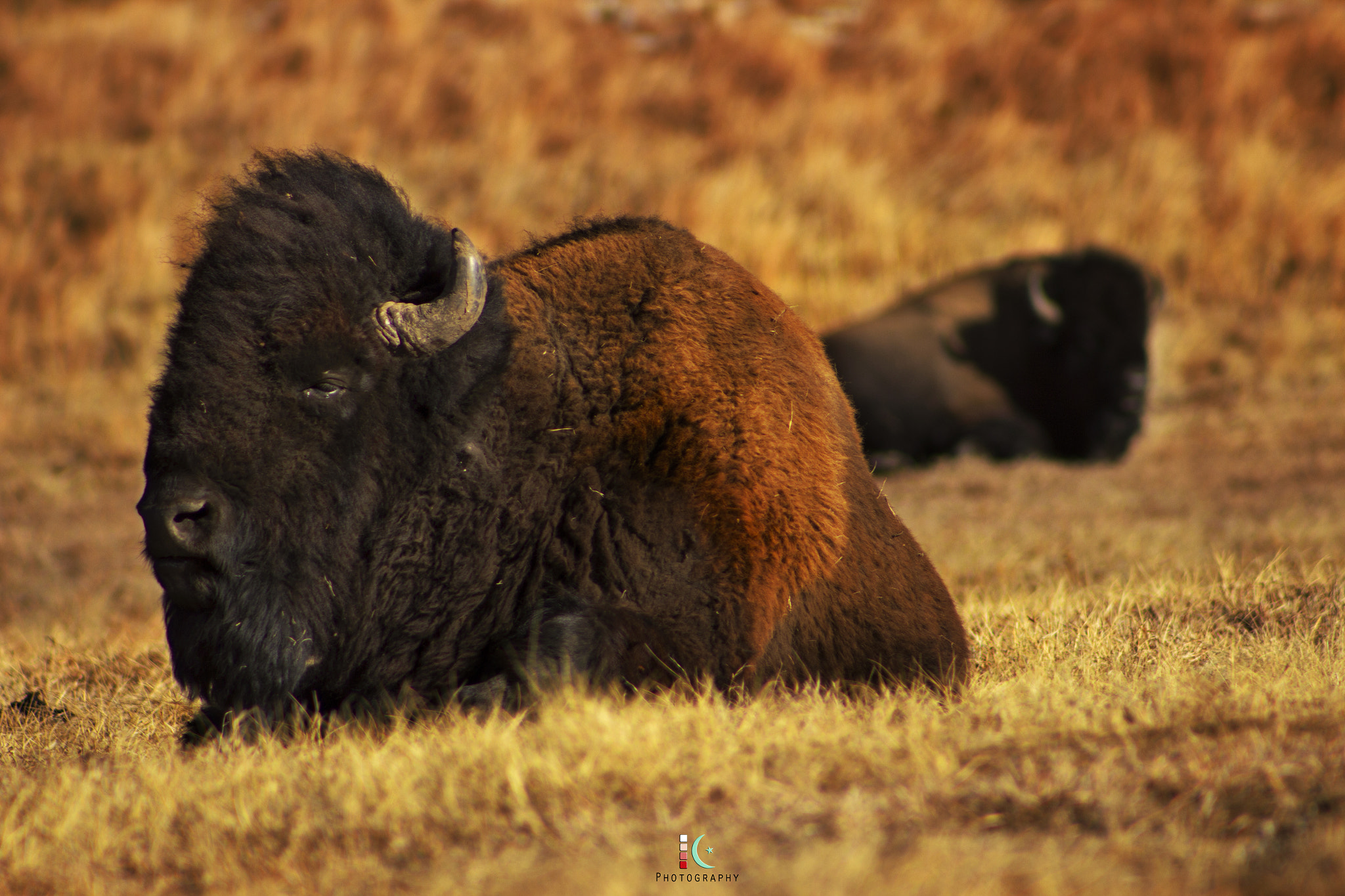 Canon EF 75-300mm f/4-5.6 USM sample photo. Tatanka photography