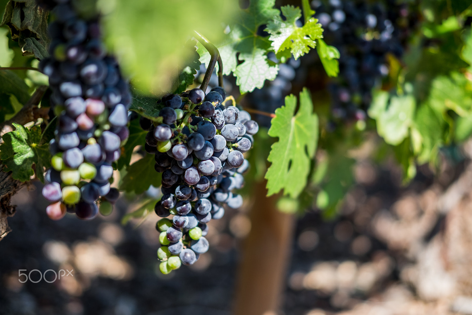 Fujifilm X-T10 + Fujifilm XF 35mm F2 R WR sample photo. Winery grapes photography