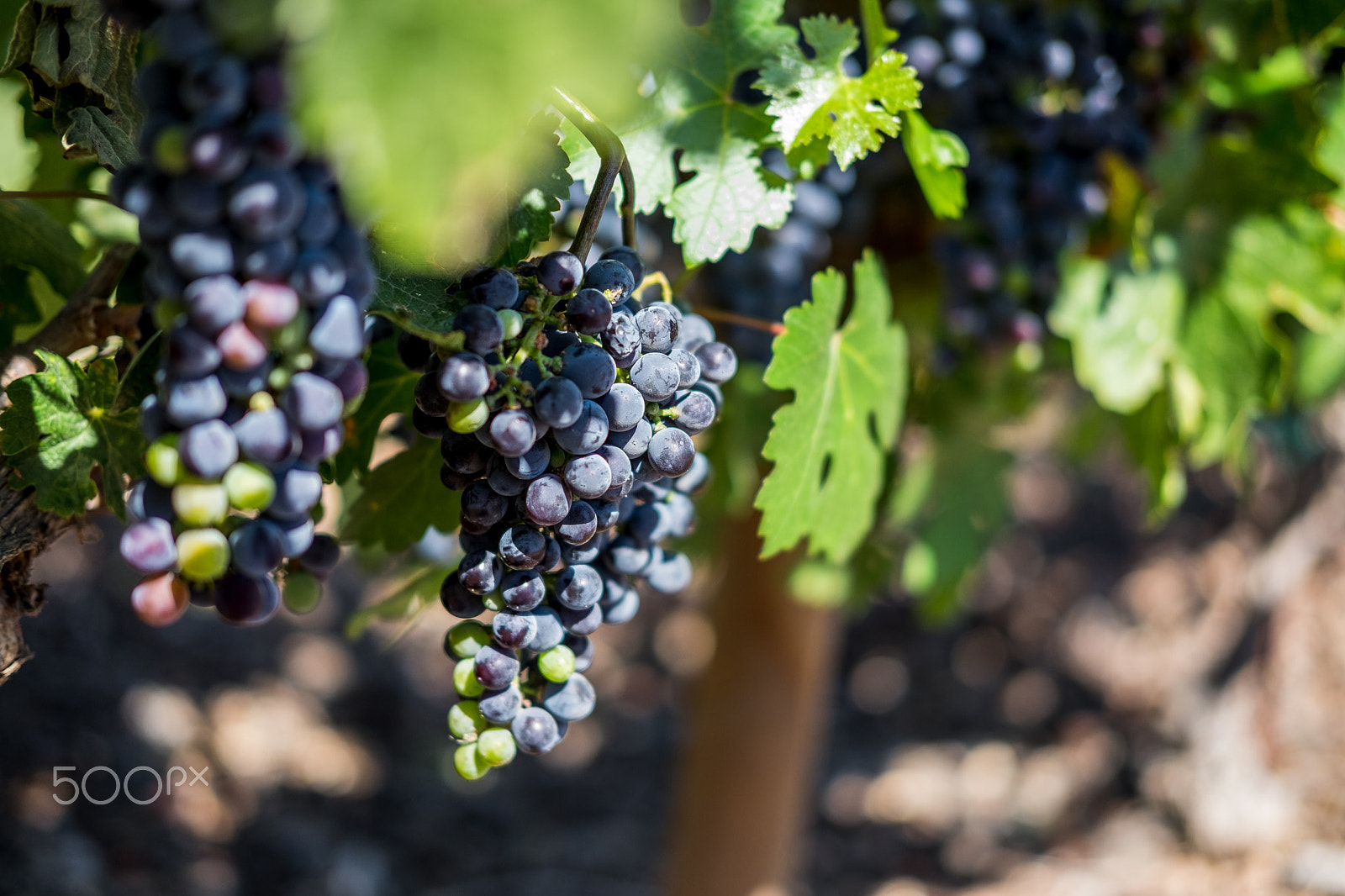 Fujifilm X-T10 sample photo. Winery grapes photography