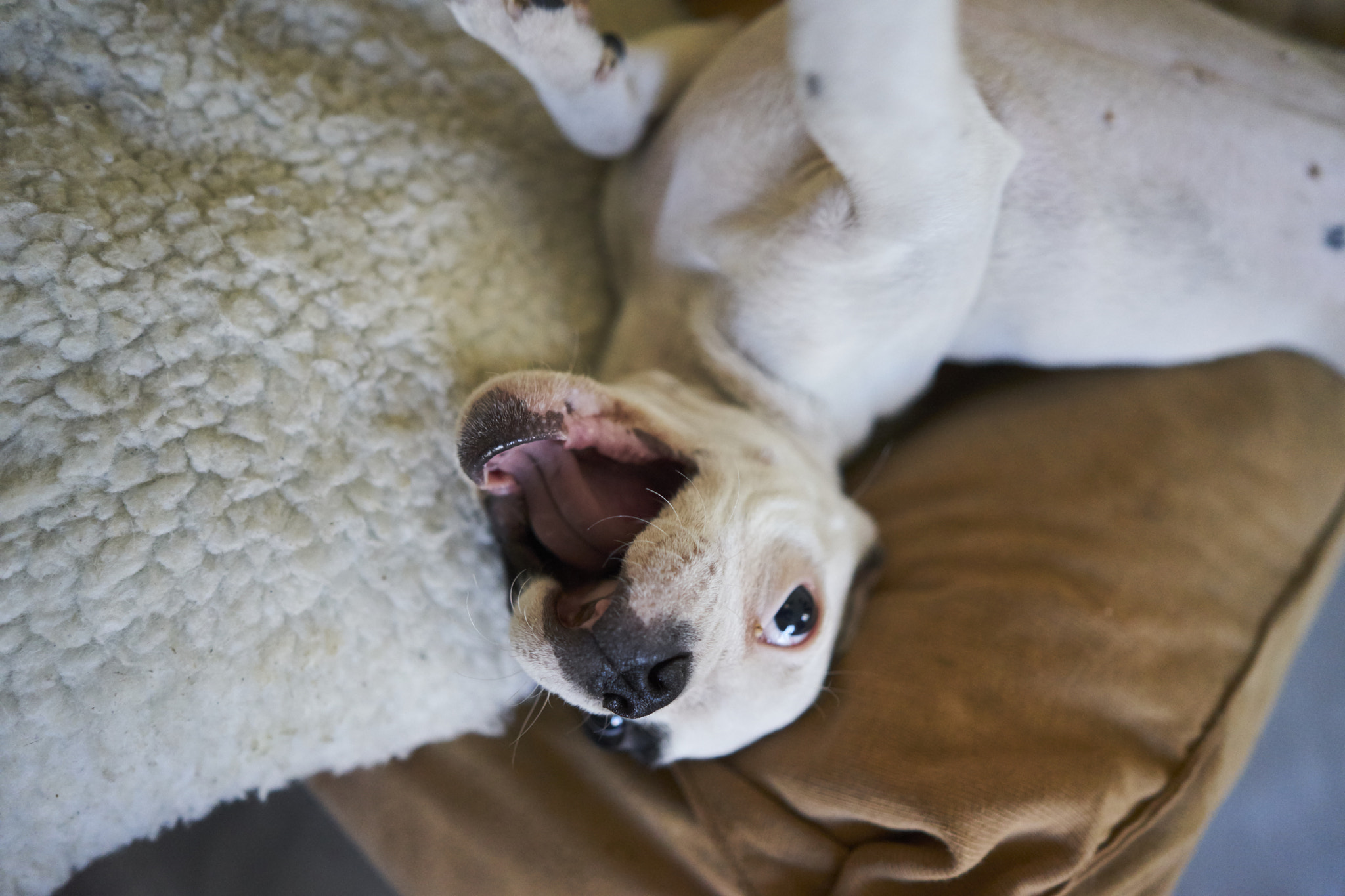 Sony a7 II + ZEISS Batis 25mm F2 sample photo. Puppy photography