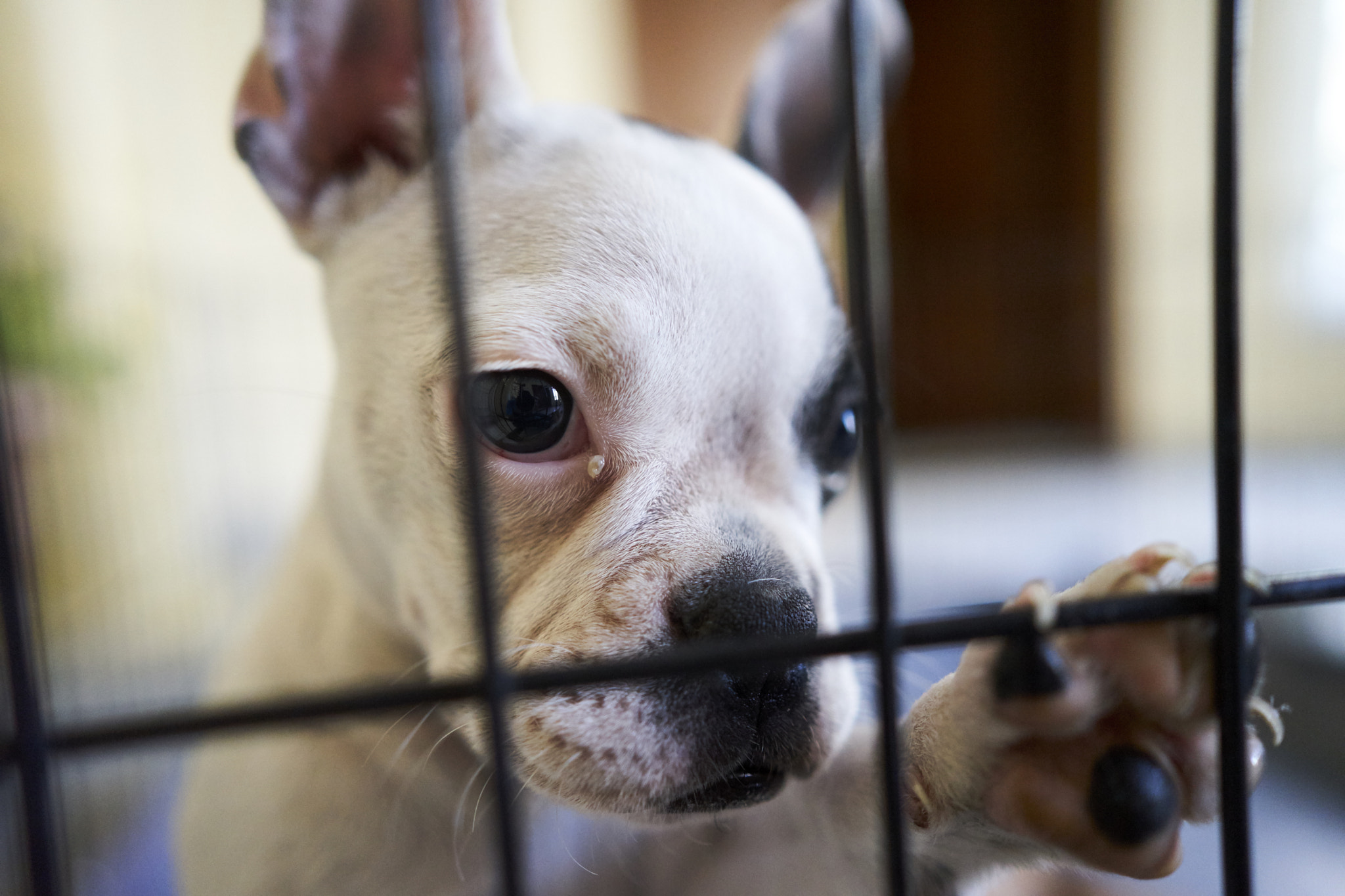 ZEISS Batis 25mm F2 sample photo. Puppy photography