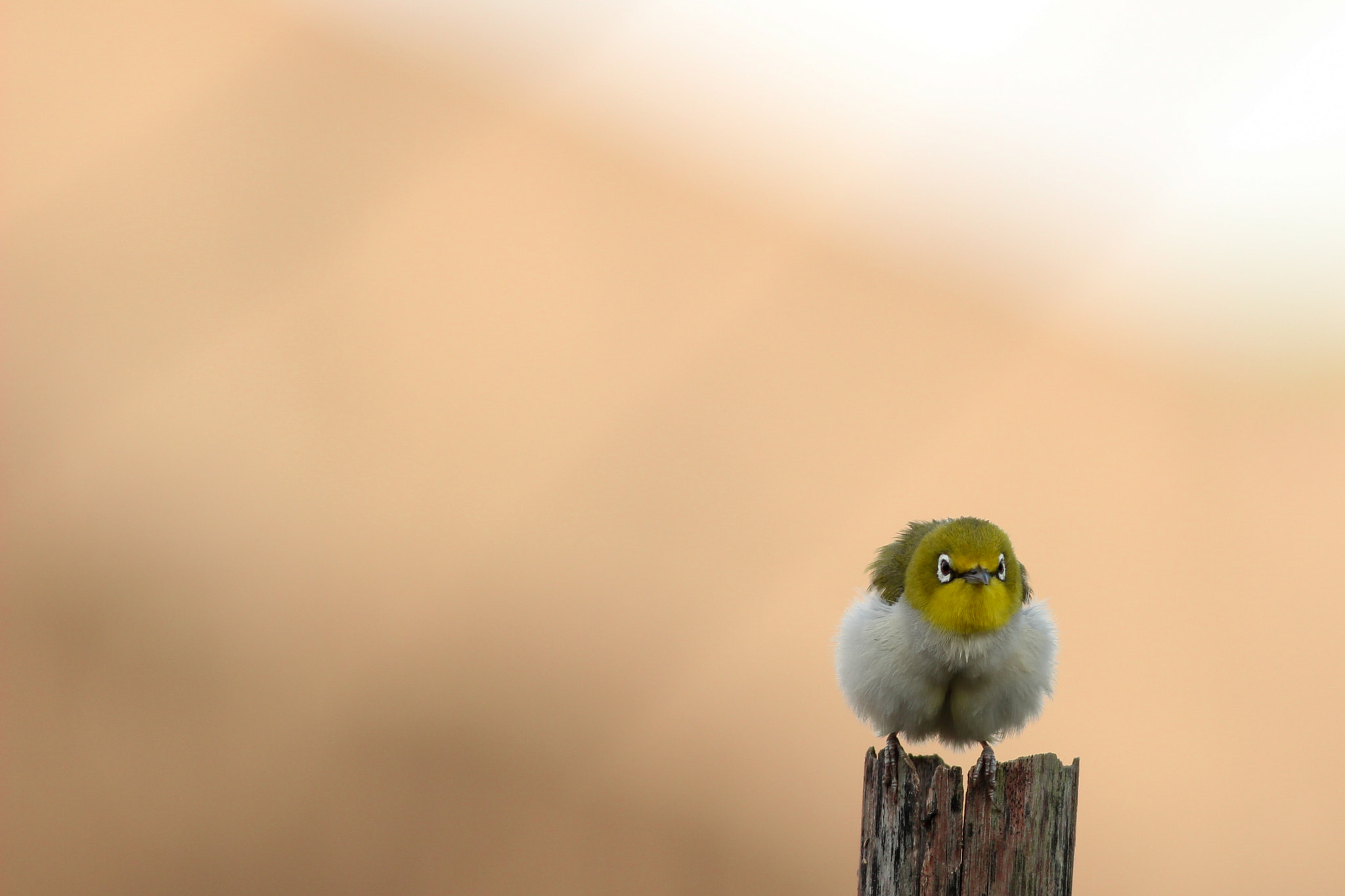 Canon EOS 600D (Rebel EOS T3i / EOS Kiss X5) sample photo. Japanese white-eye photography