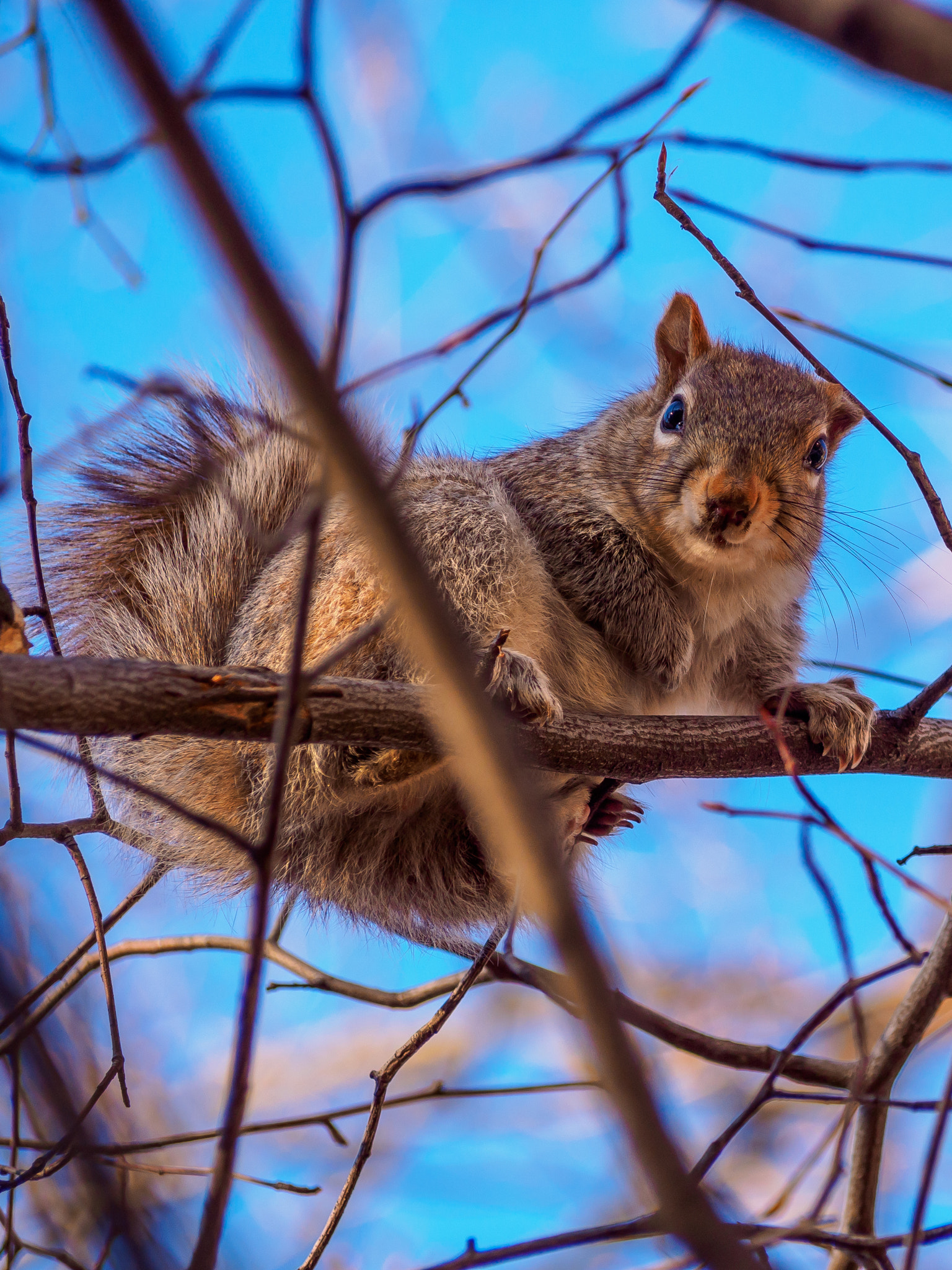 Olympus OM-D E-M5 II sample photo. Riverside park squirrel photography