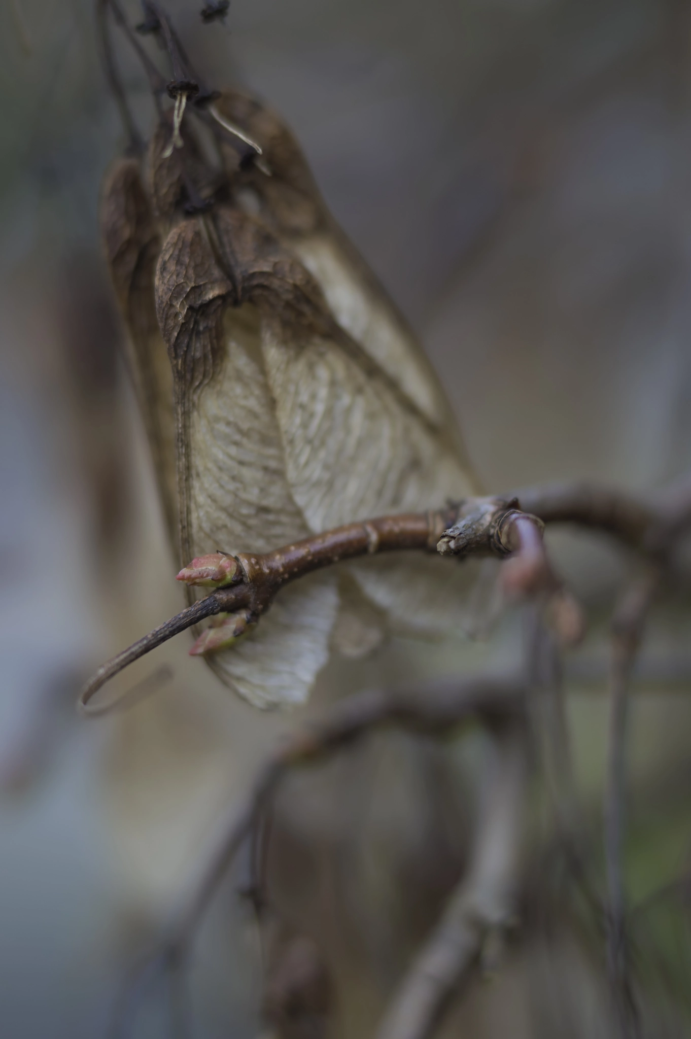 Nikon D3200 sample photo. Leafs and seeds photography