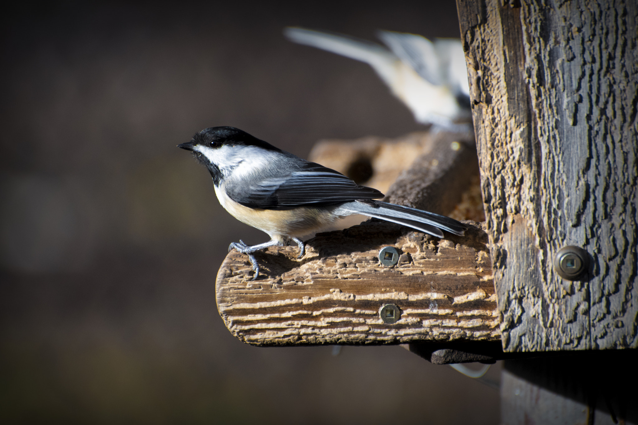 Nikon D500 sample photo. Black-capped chickadee. windsor, on. photography