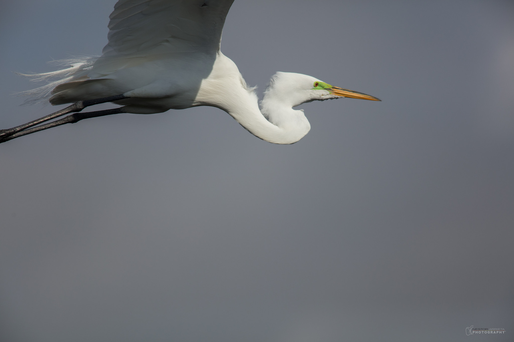 Canon EOS 5DS R + Canon EF 400mm F5.6L USM sample photo. Great white photography