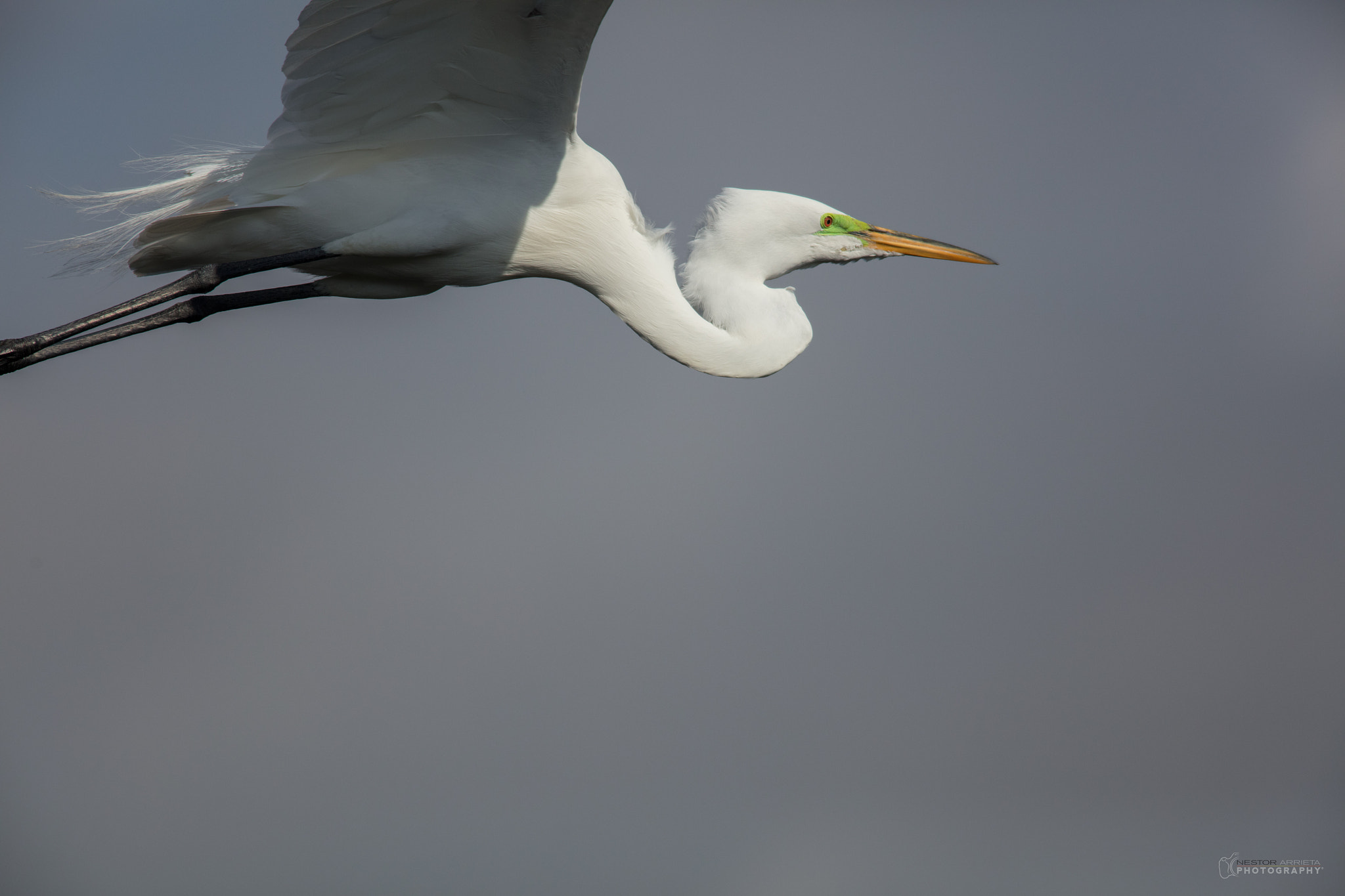 Canon EF 400mm F5.6L USM sample photo. Great white photography