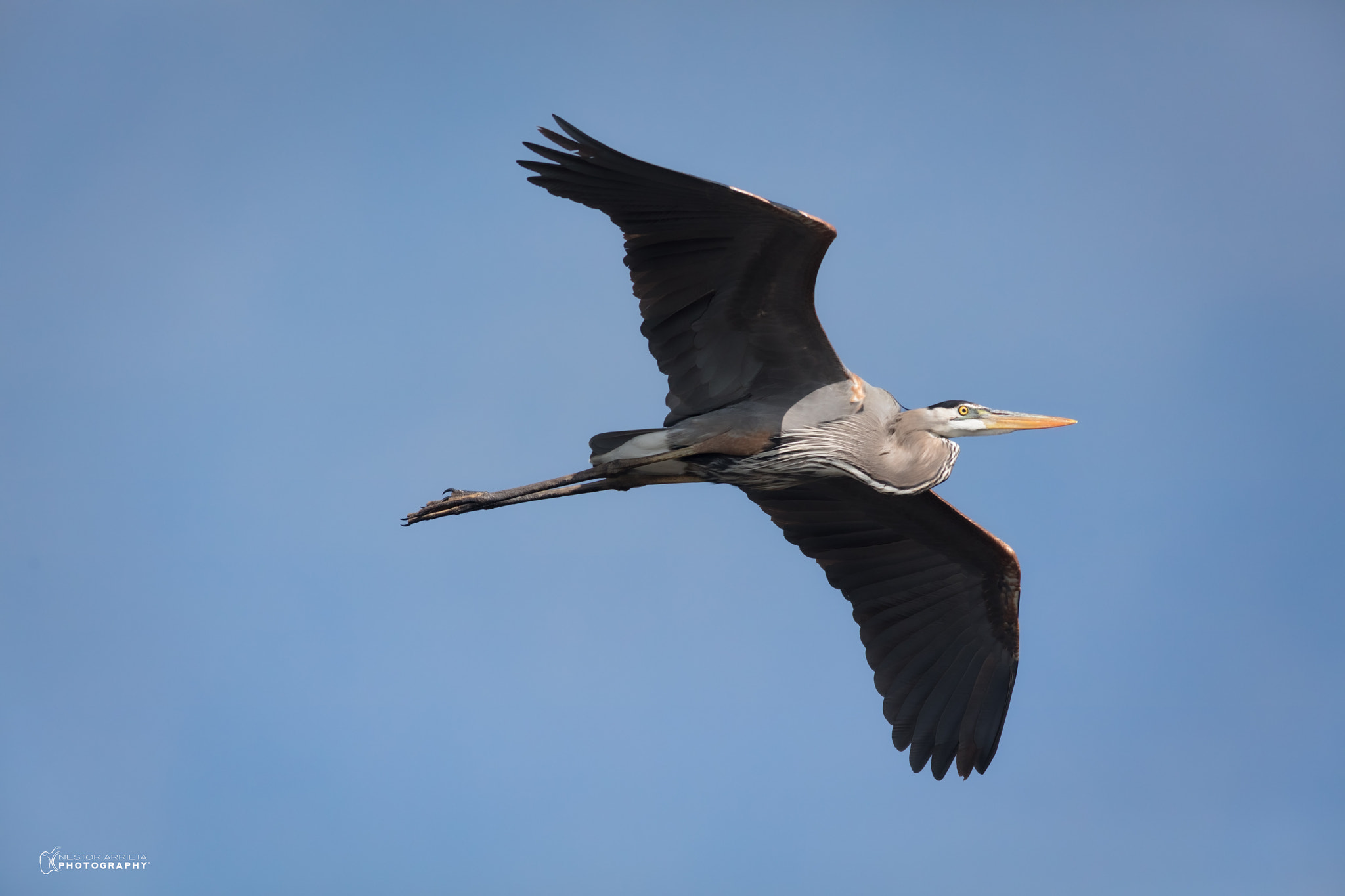 Canon EOS 5DS R + Canon EF 400mm F5.6L USM sample photo. Big blue heron photography