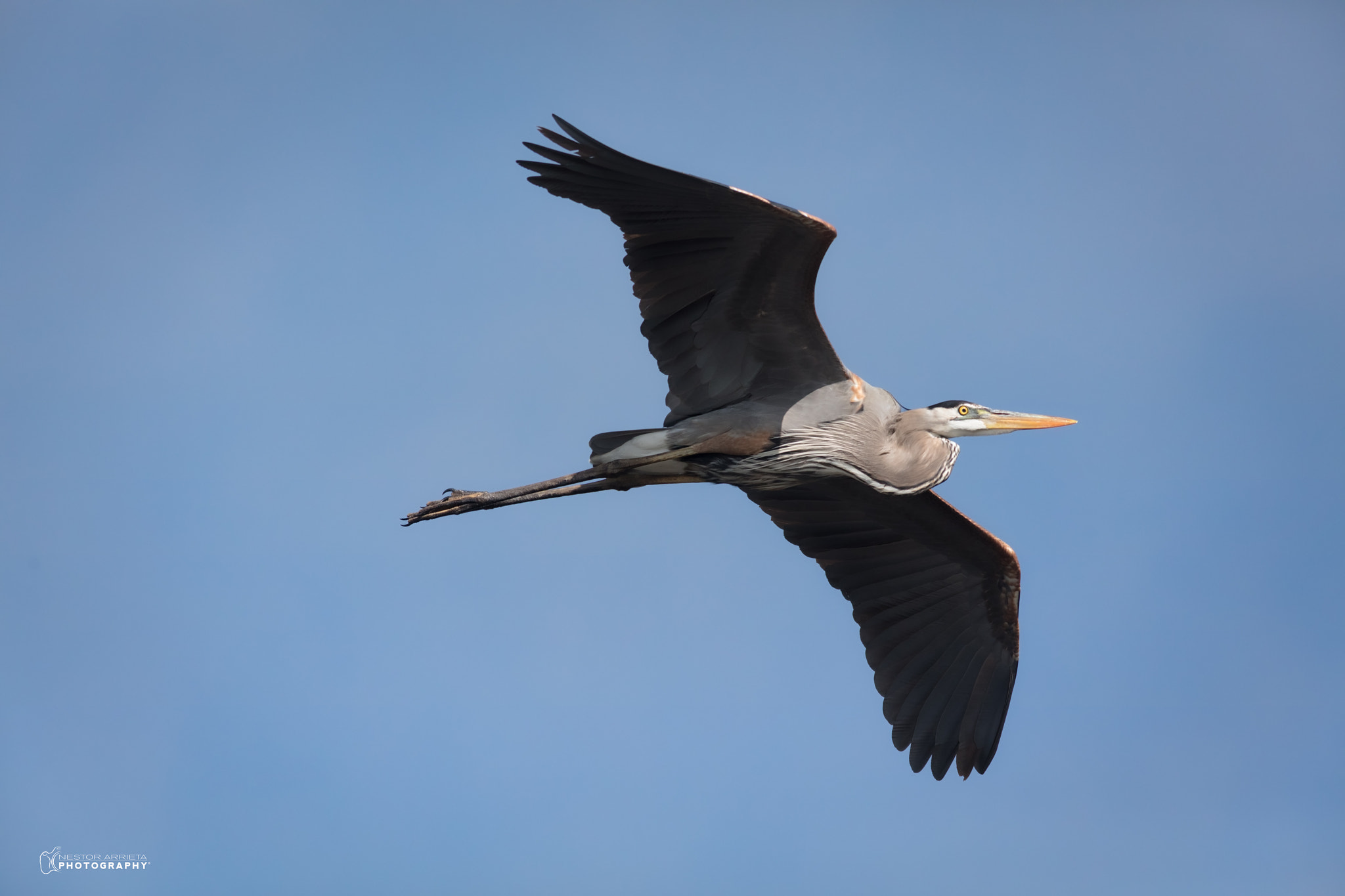 Canon EF 400mm F5.6L USM sample photo. Big blue heron photography