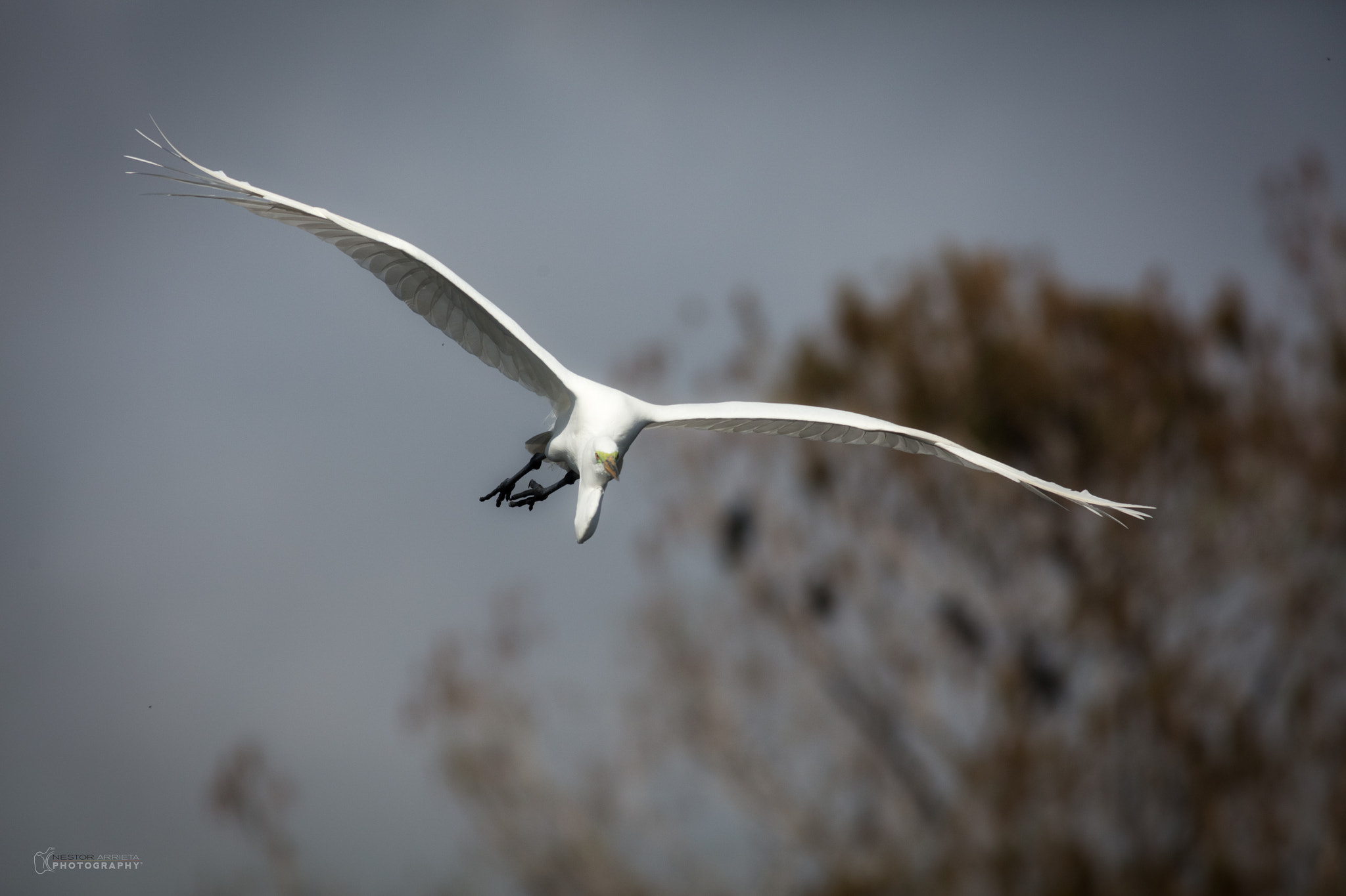 Canon EF 400mm F5.6L USM sample photo. Great whiteb photography