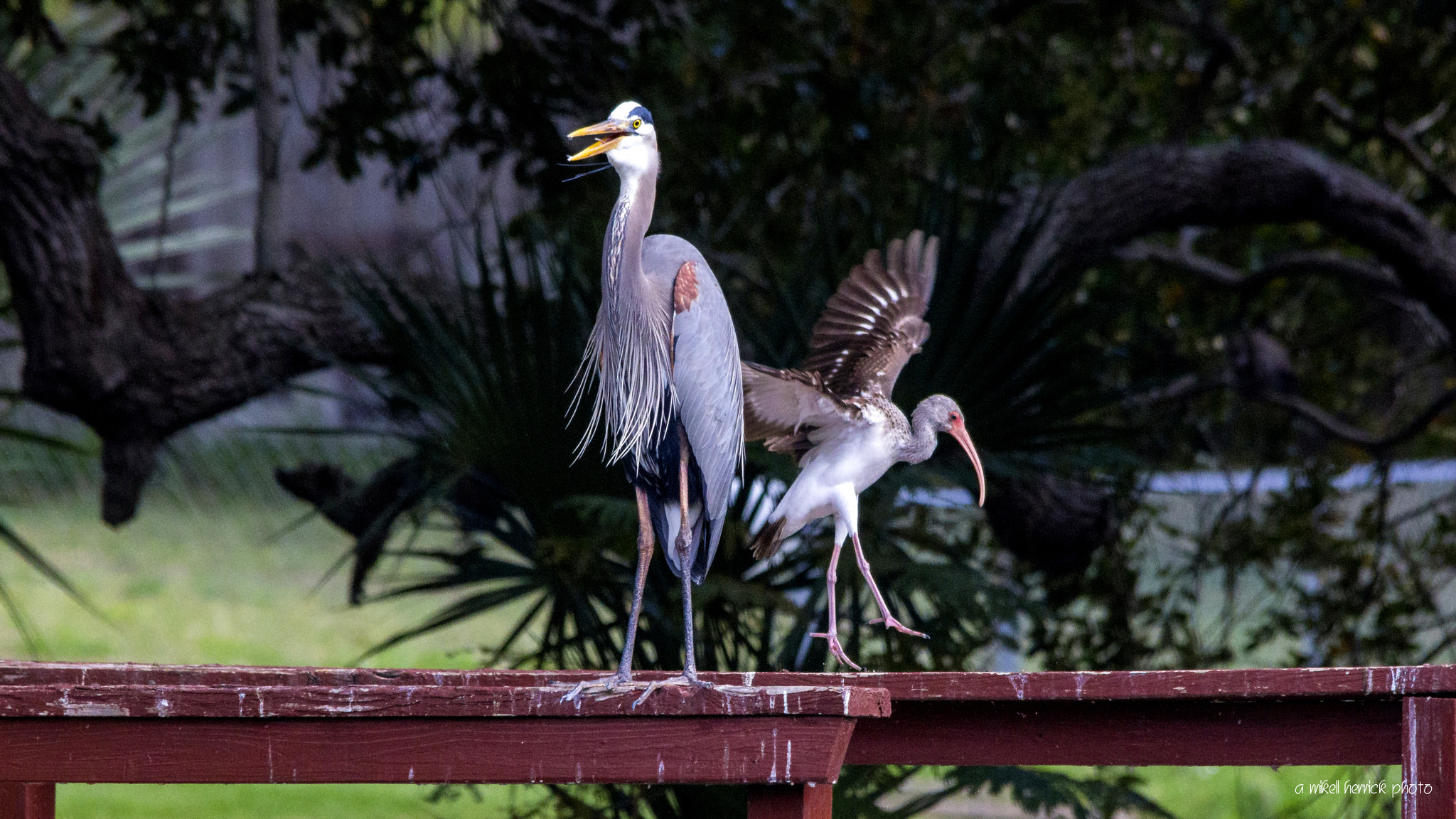 Sigma 150-500mm F5-6.3 DG OS HSM sample photo. A delightful duo photography