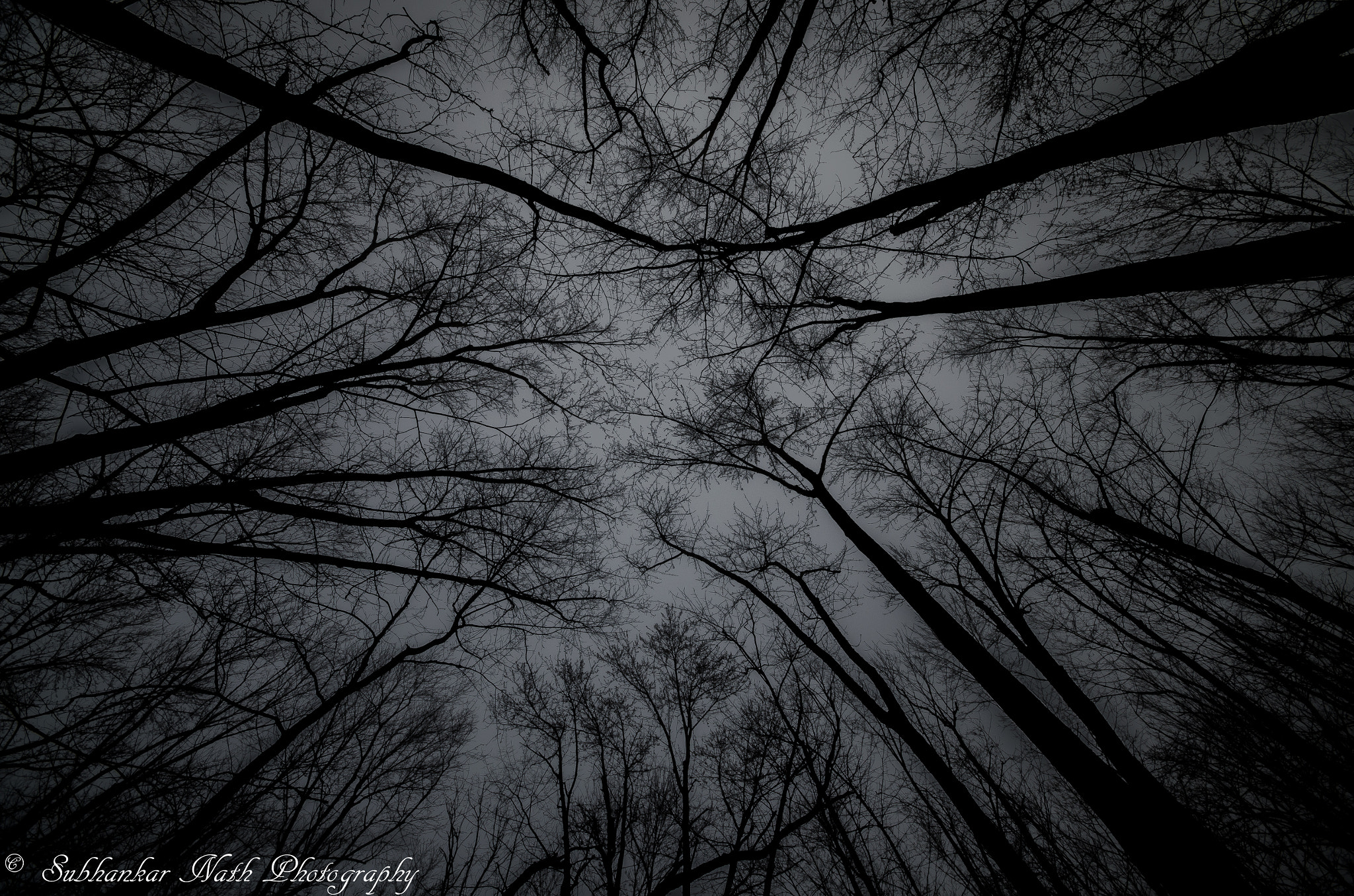 Nikon D5100 sample photo. Foggy branches  photography