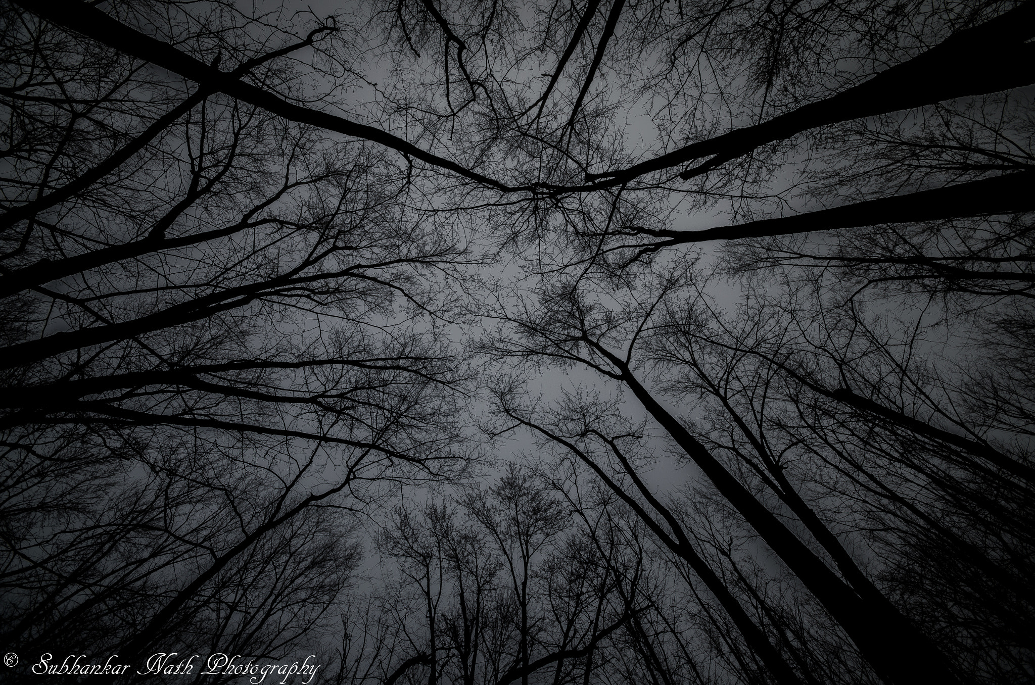 Sigma 10-20mm F4-5.6 EX DC HSM sample photo. Foggy branches  photography